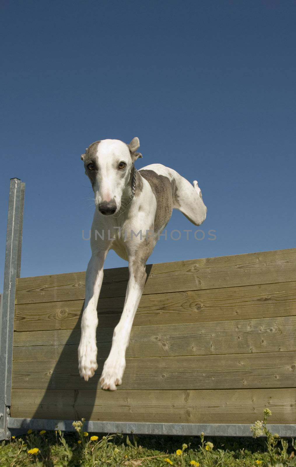 jumping whippet by cynoclub