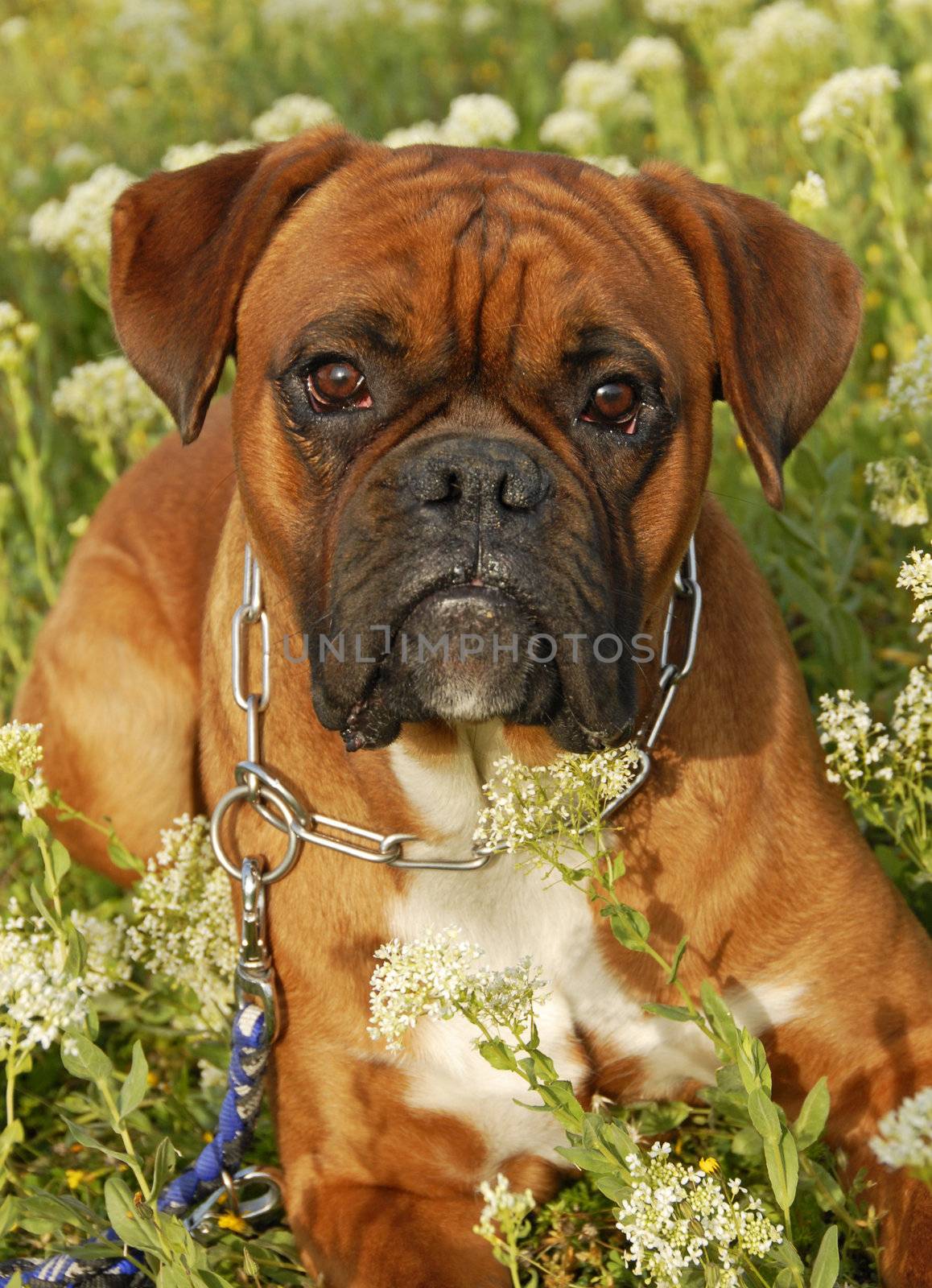 portrait of a purebred boxer laid down in a field