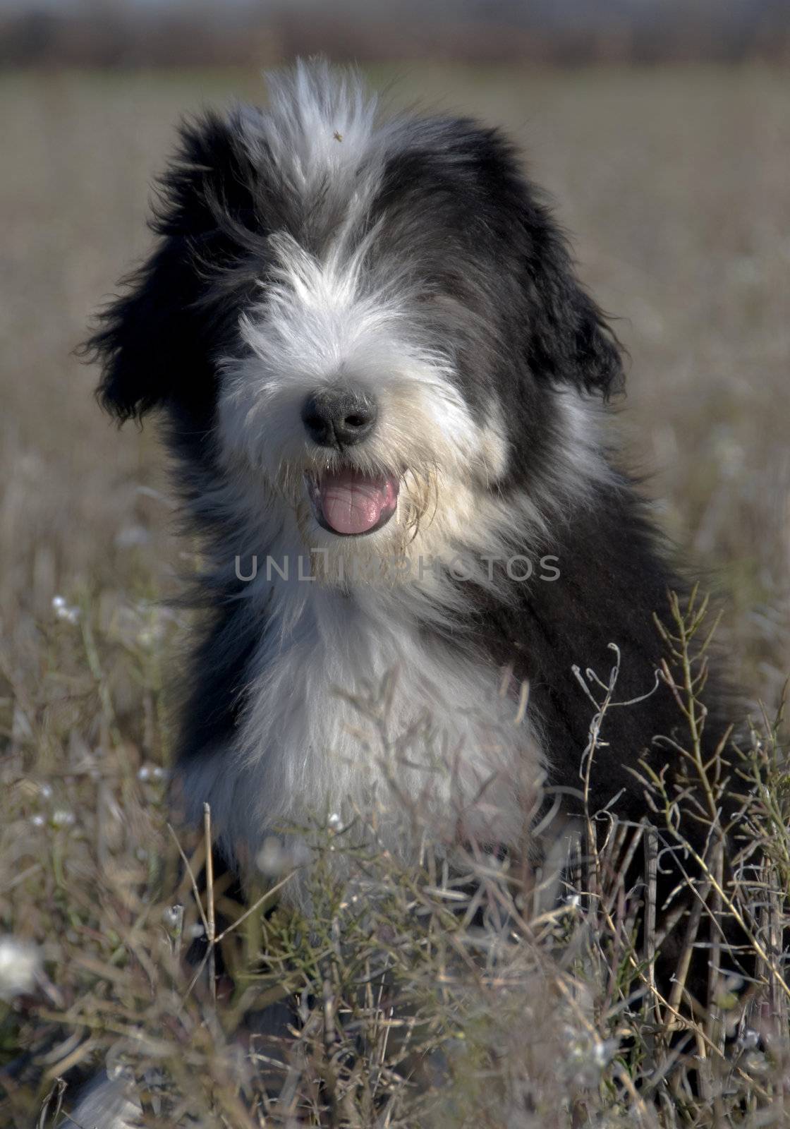 portrait of a puppy purebred bearded collie