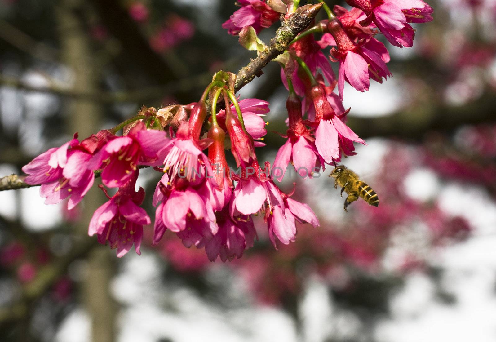 Bougainvillea blossoms with bee on blurred background 