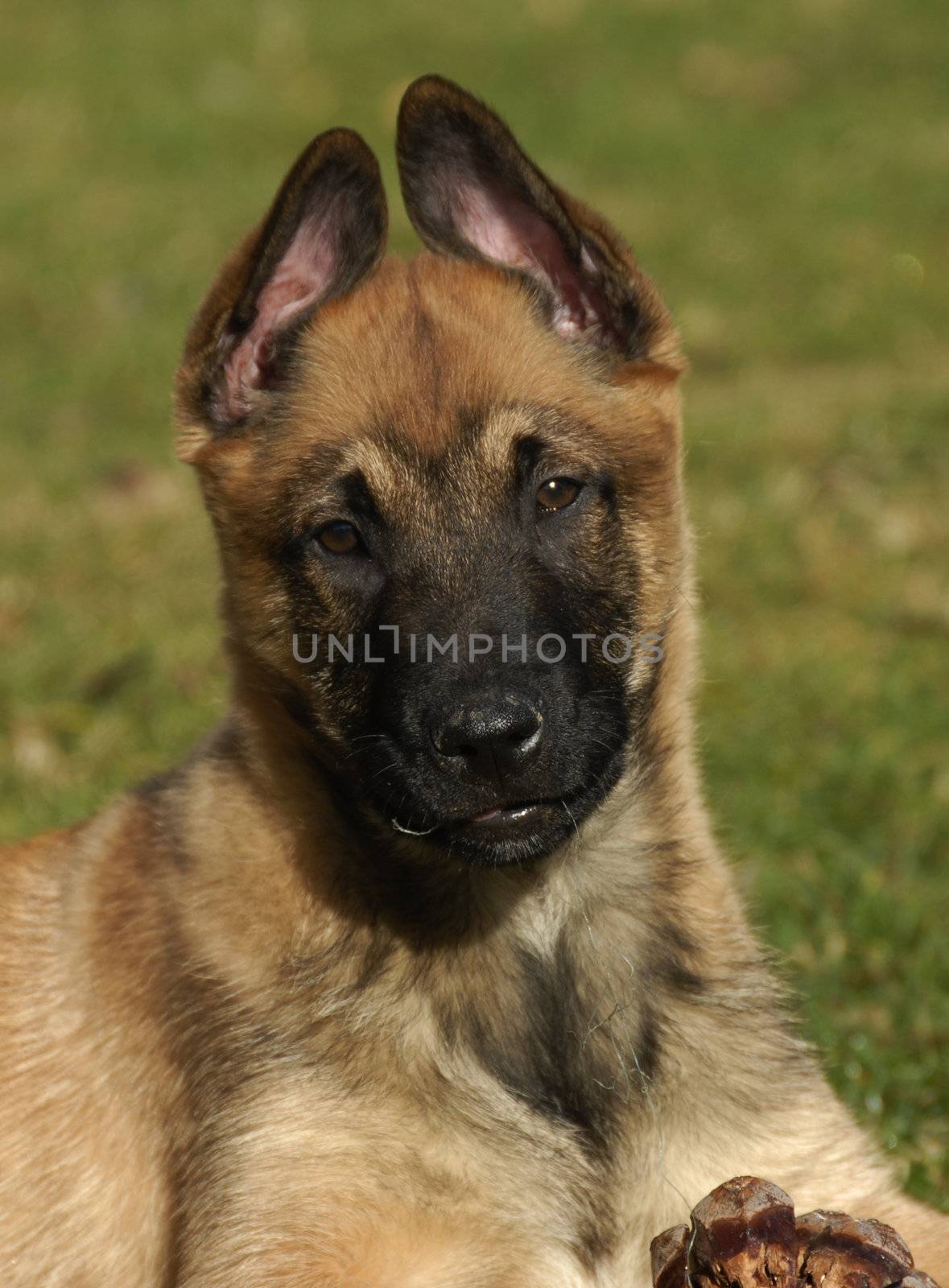portrait of a purebred puppy belgian shepherd malinois