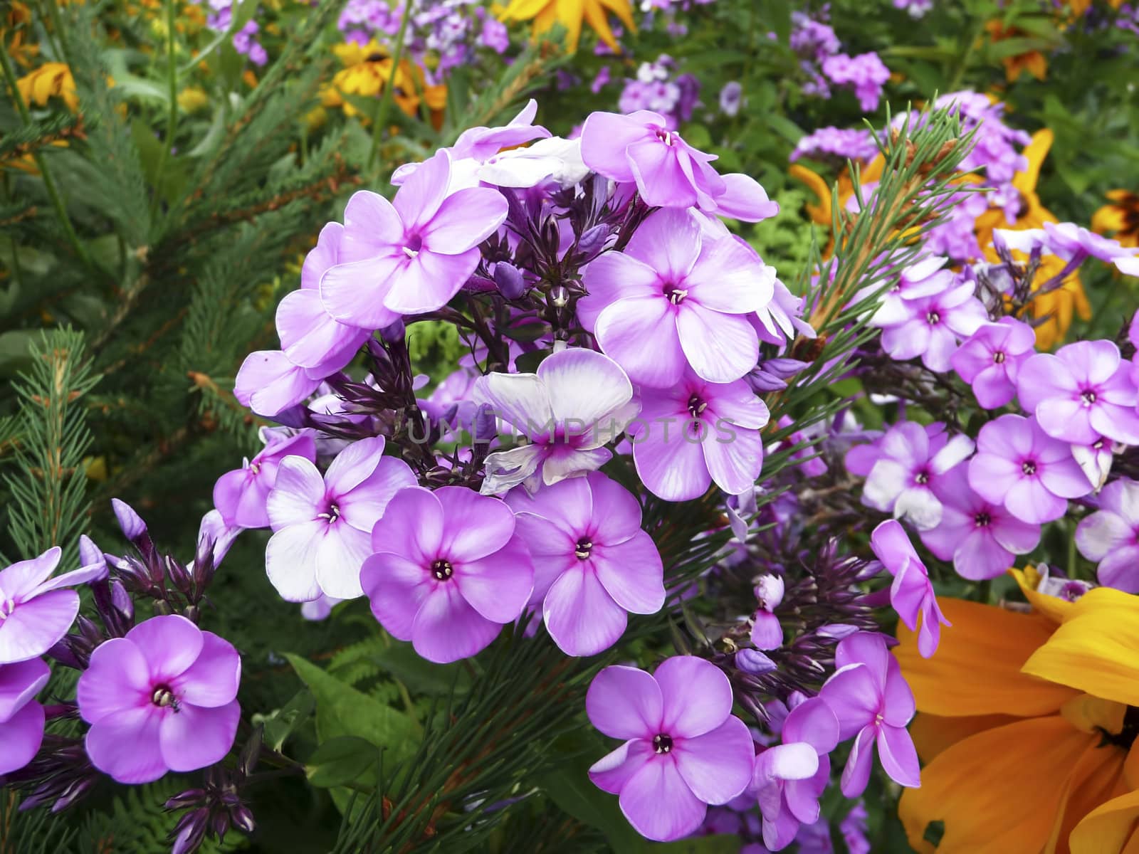 Purple and orange flowers in the garden