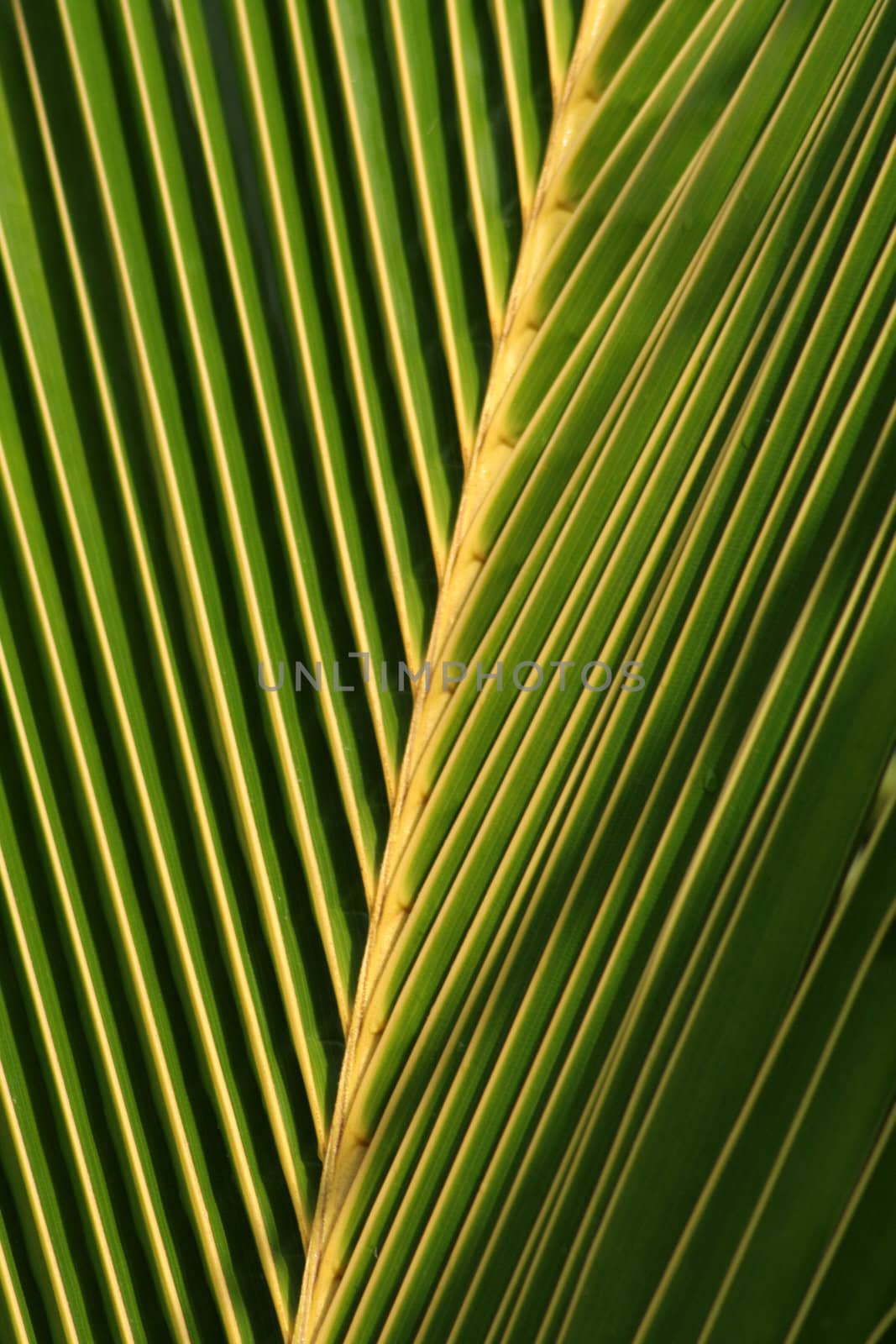 A closeup of a palm tree leaf.