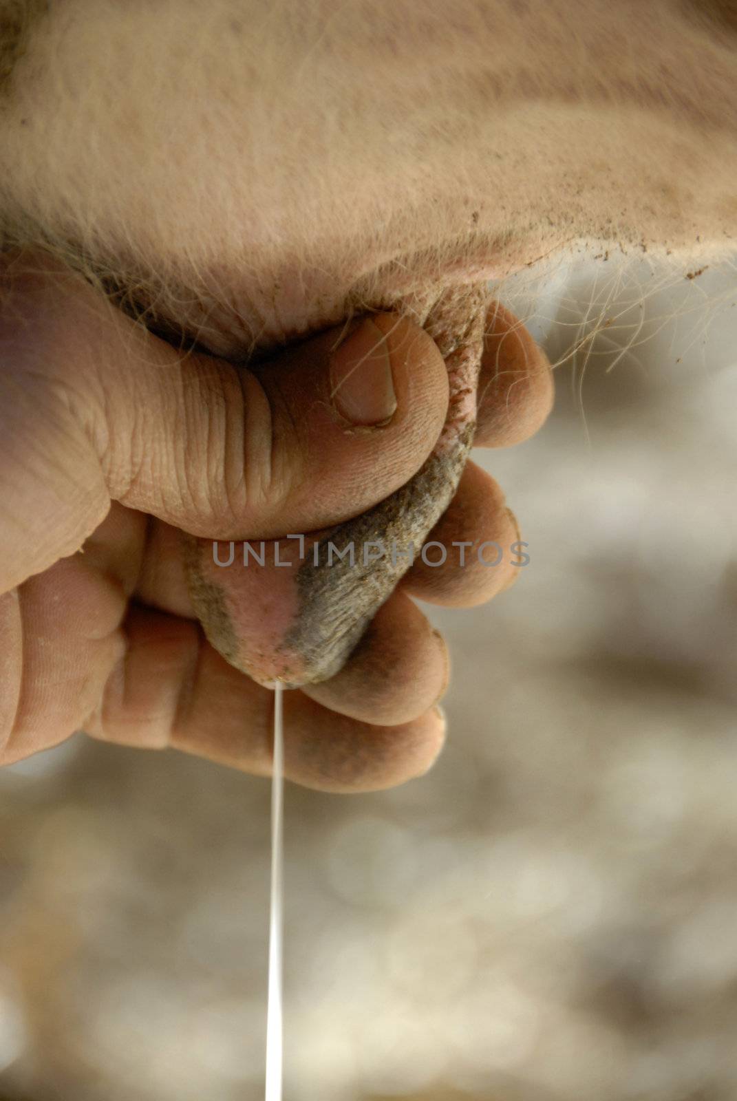 milkman milking a cow; close up on the udder