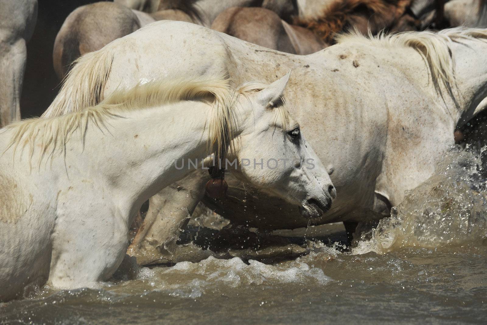 herd of Camargue horses by cynoclub