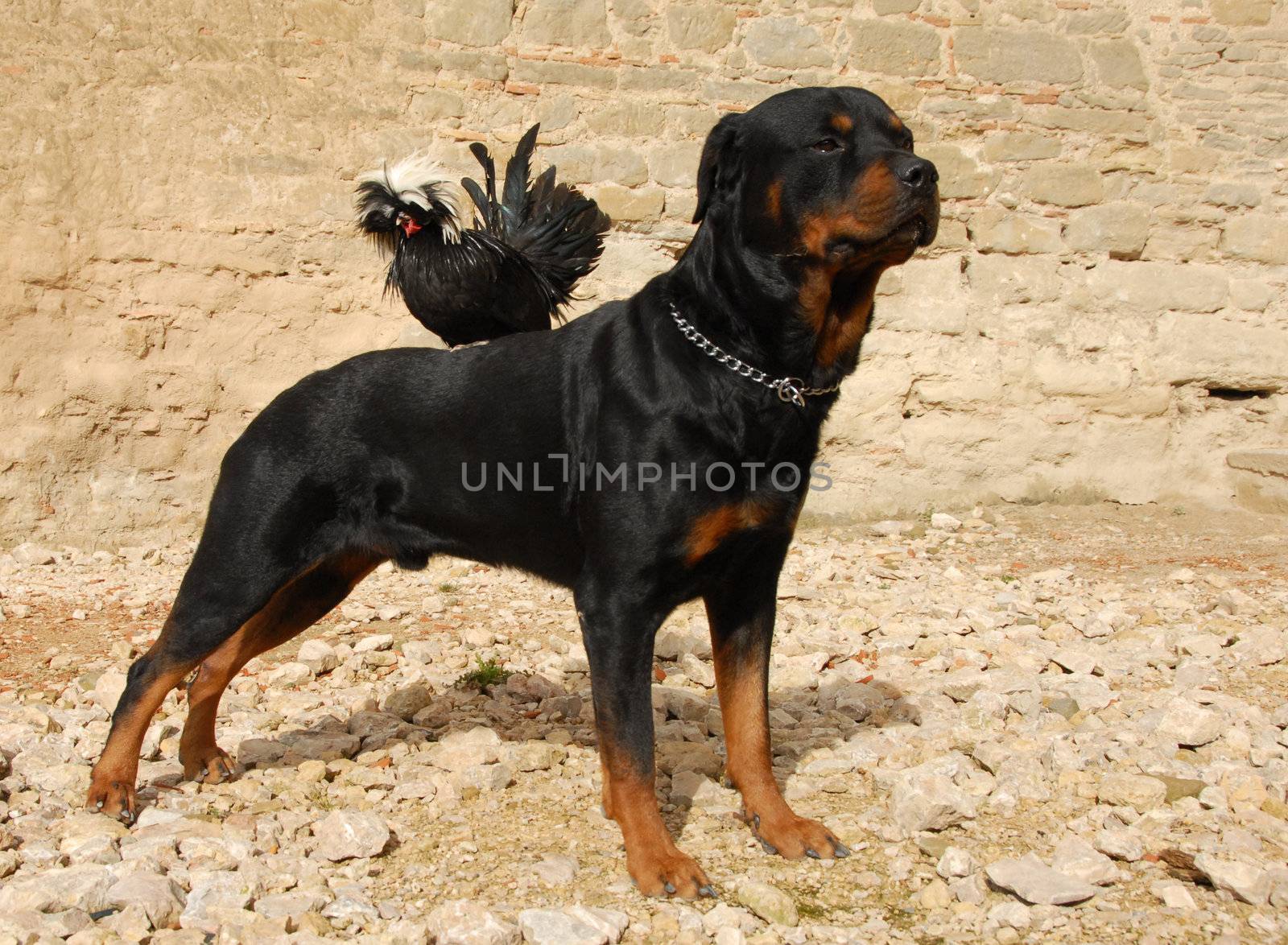 rottweiler and miniature rooster by cynoclub