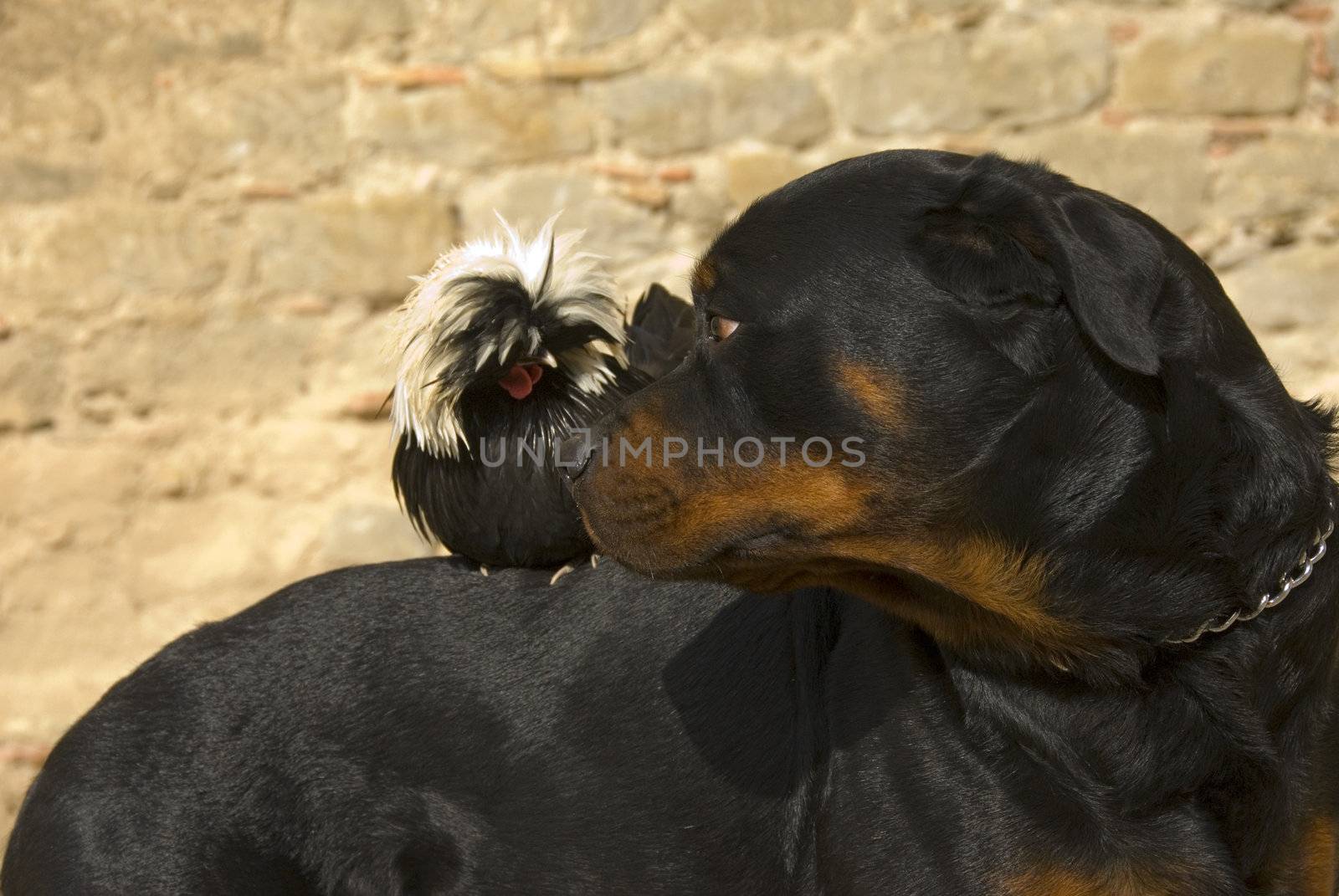 rottweiler and miniature rooster by cynoclub