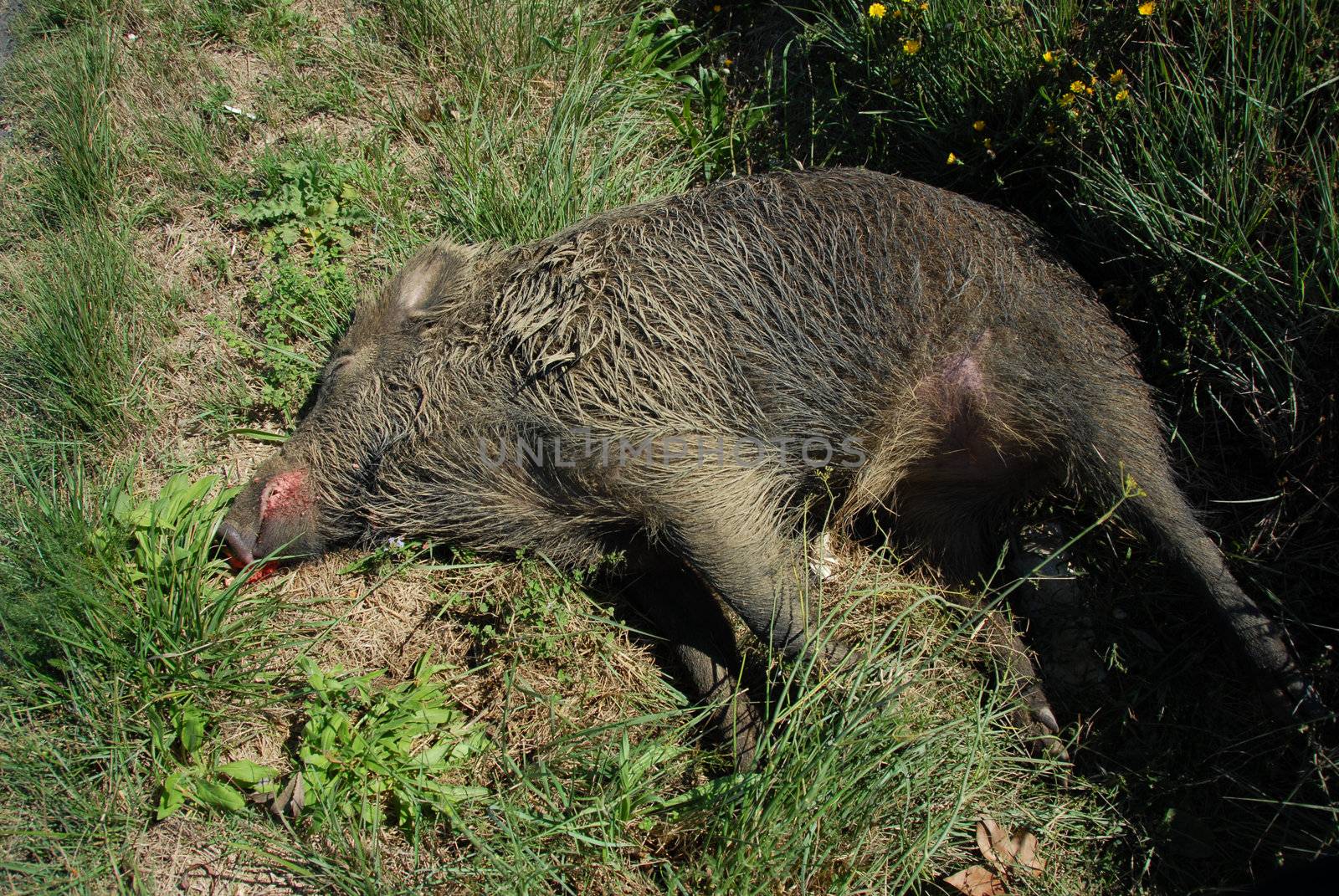 dead female boar in the grass in the Languedoc Roussillon