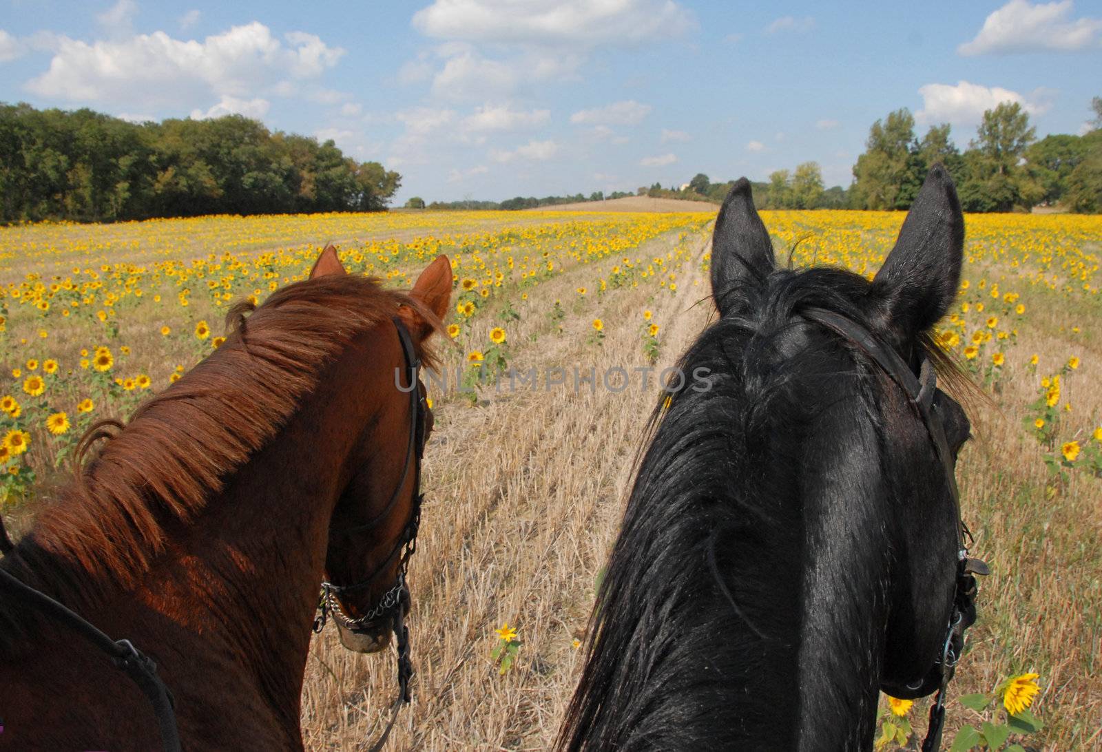 a couple are riding in a field of sunflowers