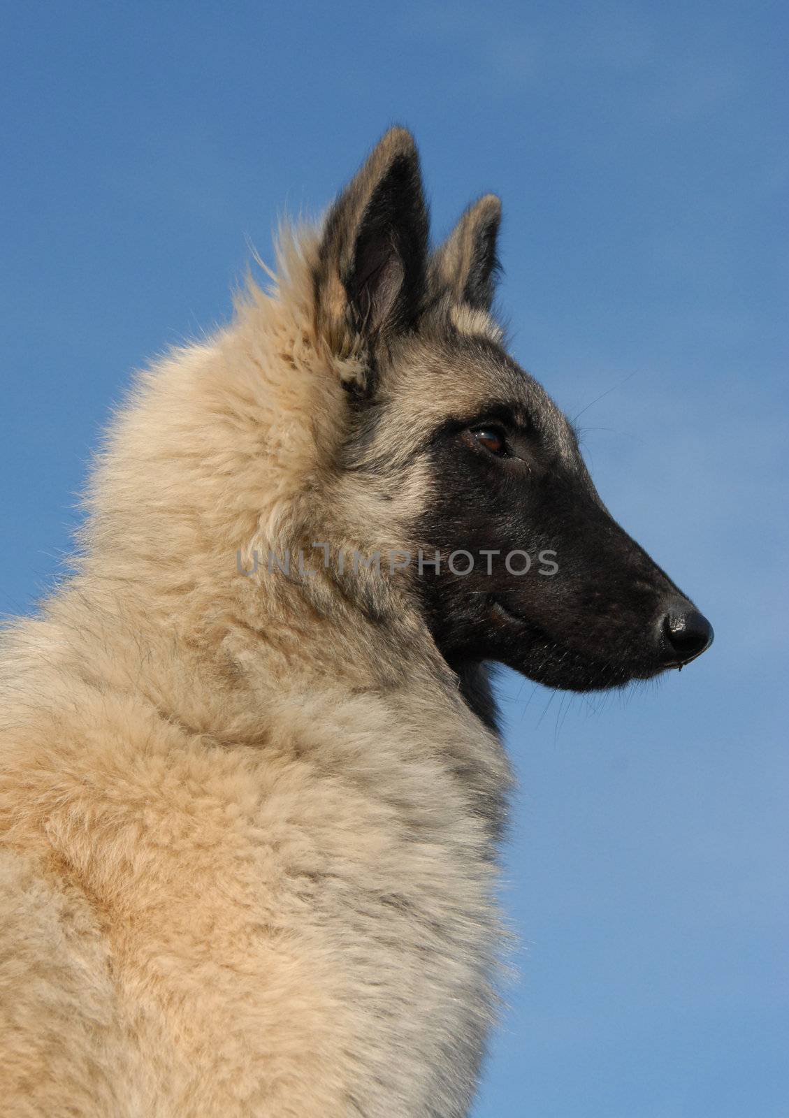 profil of a young purebred belgian shepherd tervueren