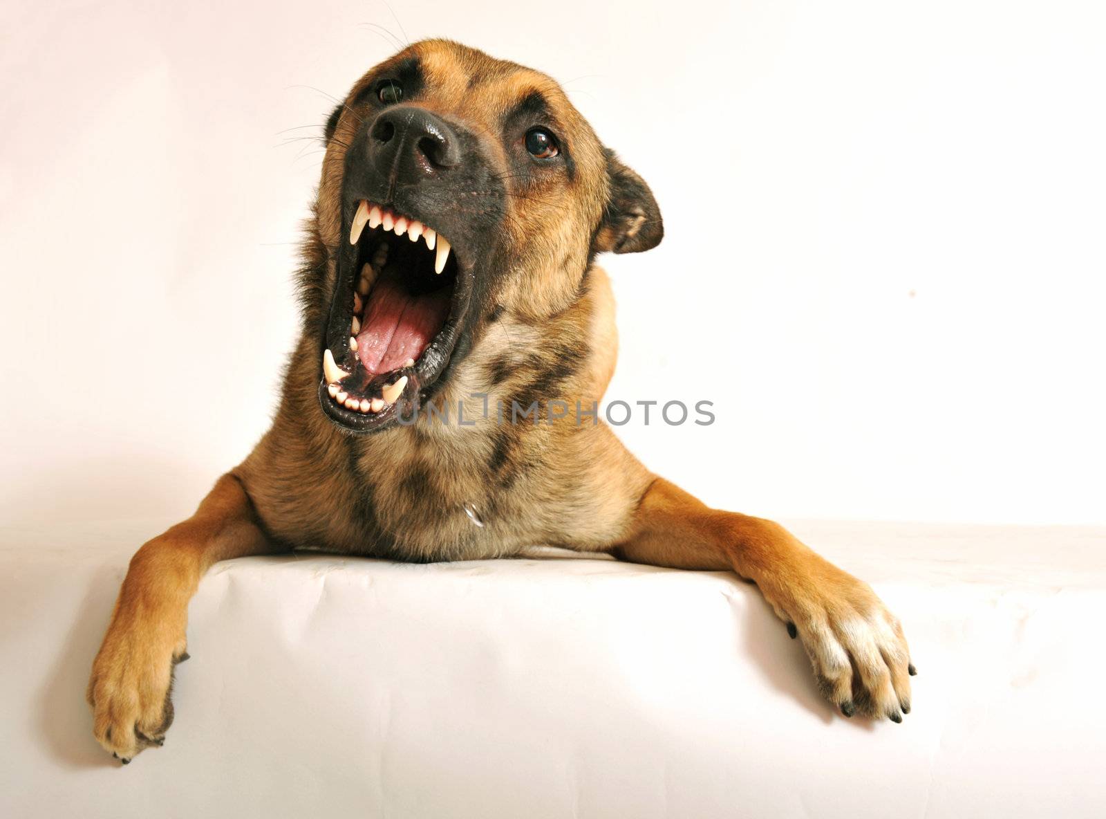 portrait of a very angry purebred belgian shepherd malinois