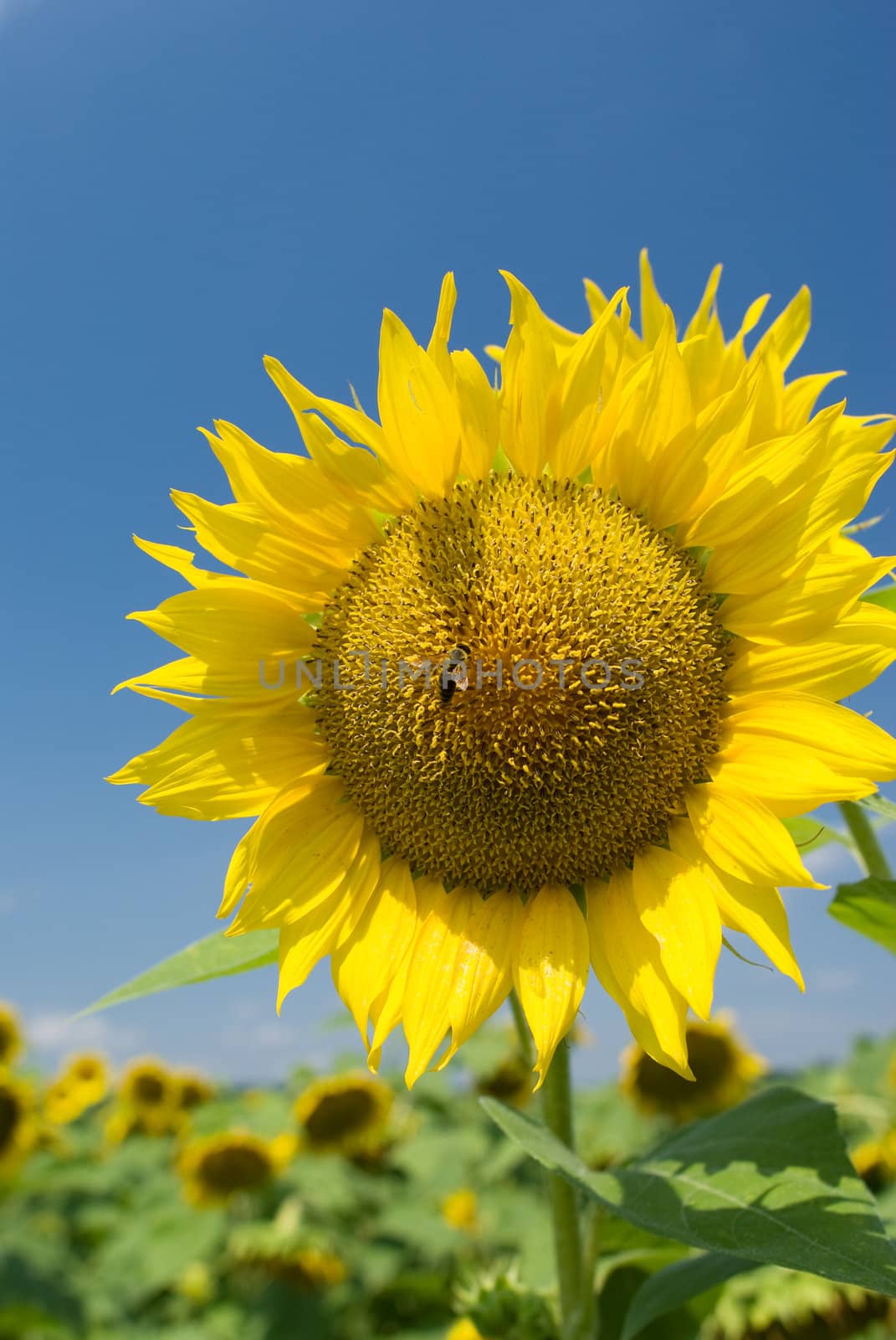 A bee on a sunflower in a sunny day