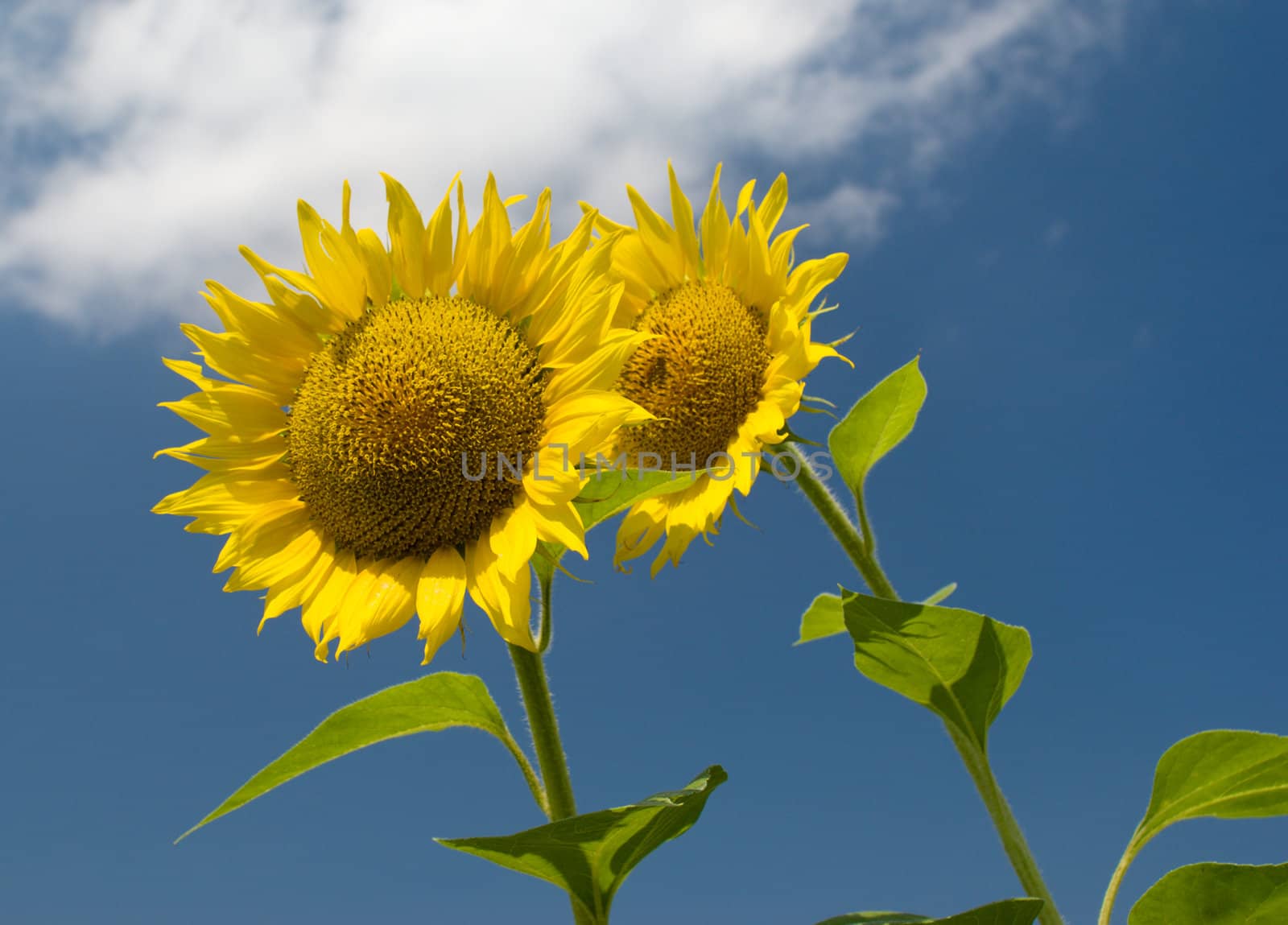 Two sunflowers against the sky with clouds