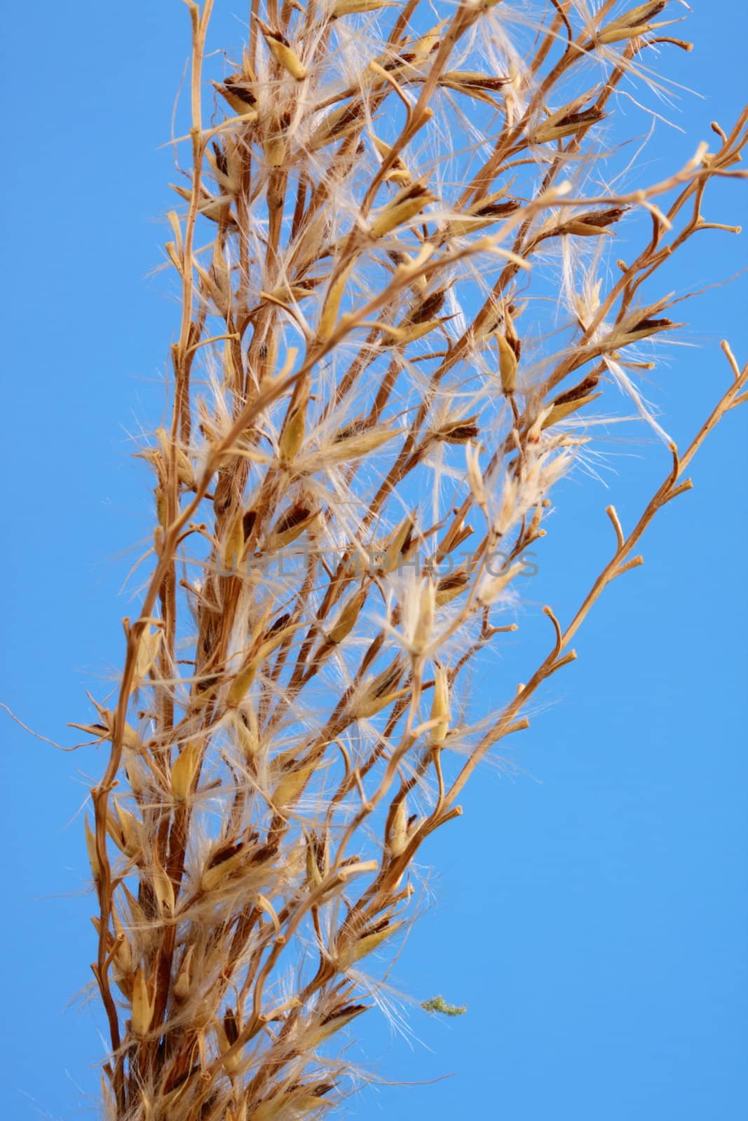 ornamental grass