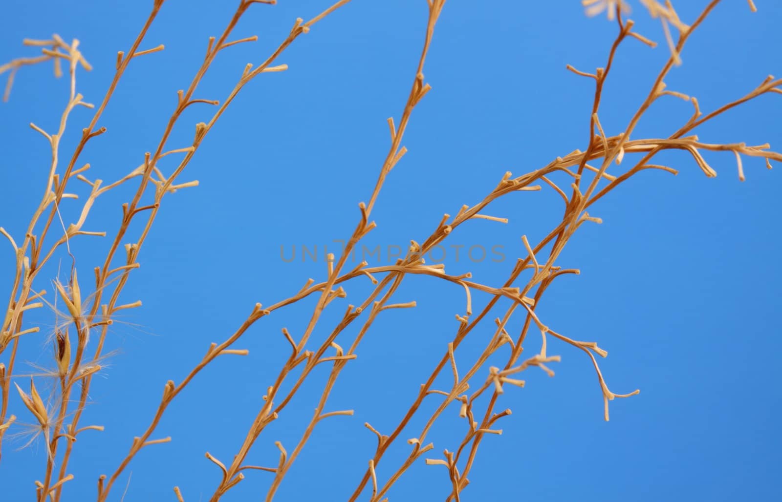 ornamental