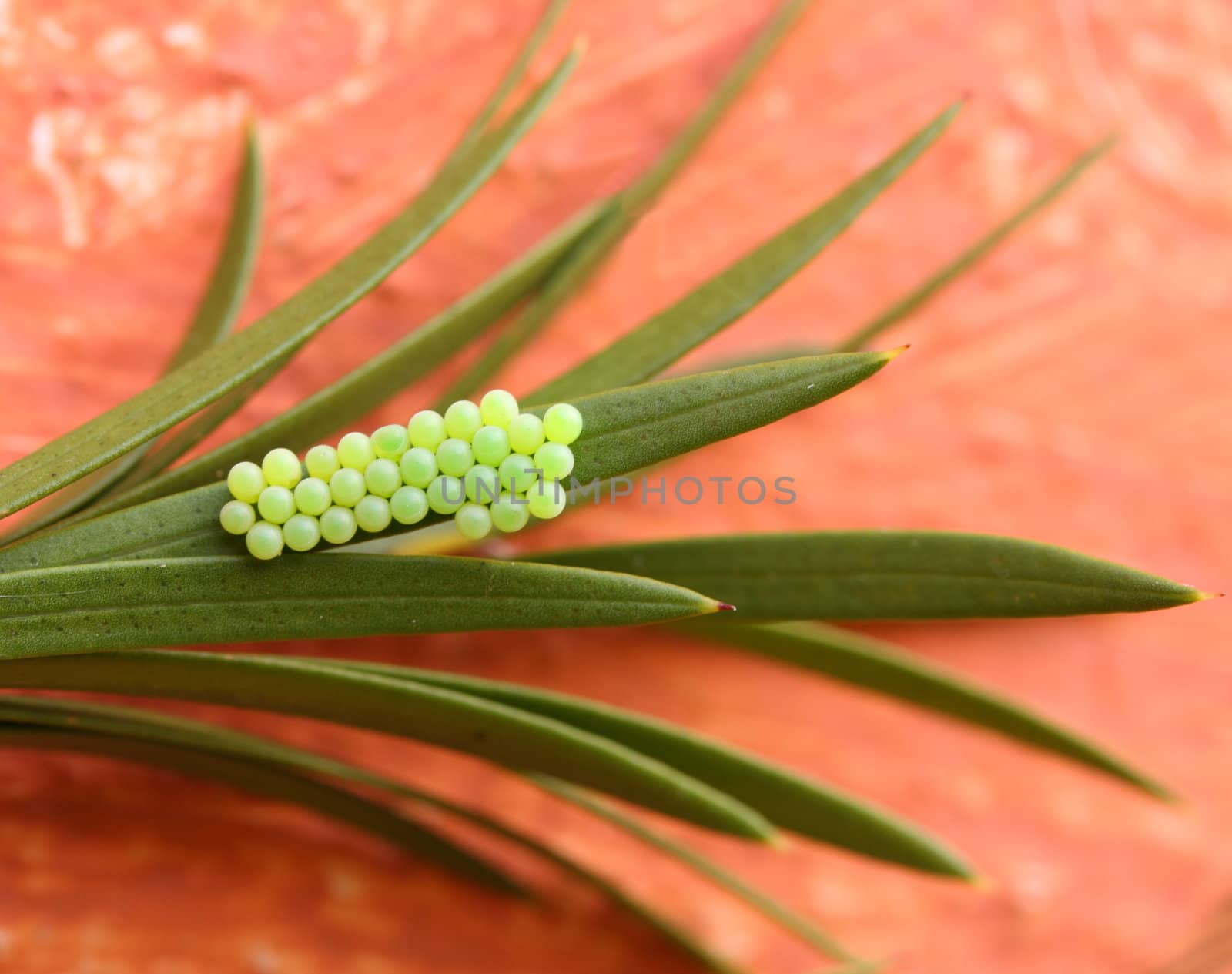 insect eggs