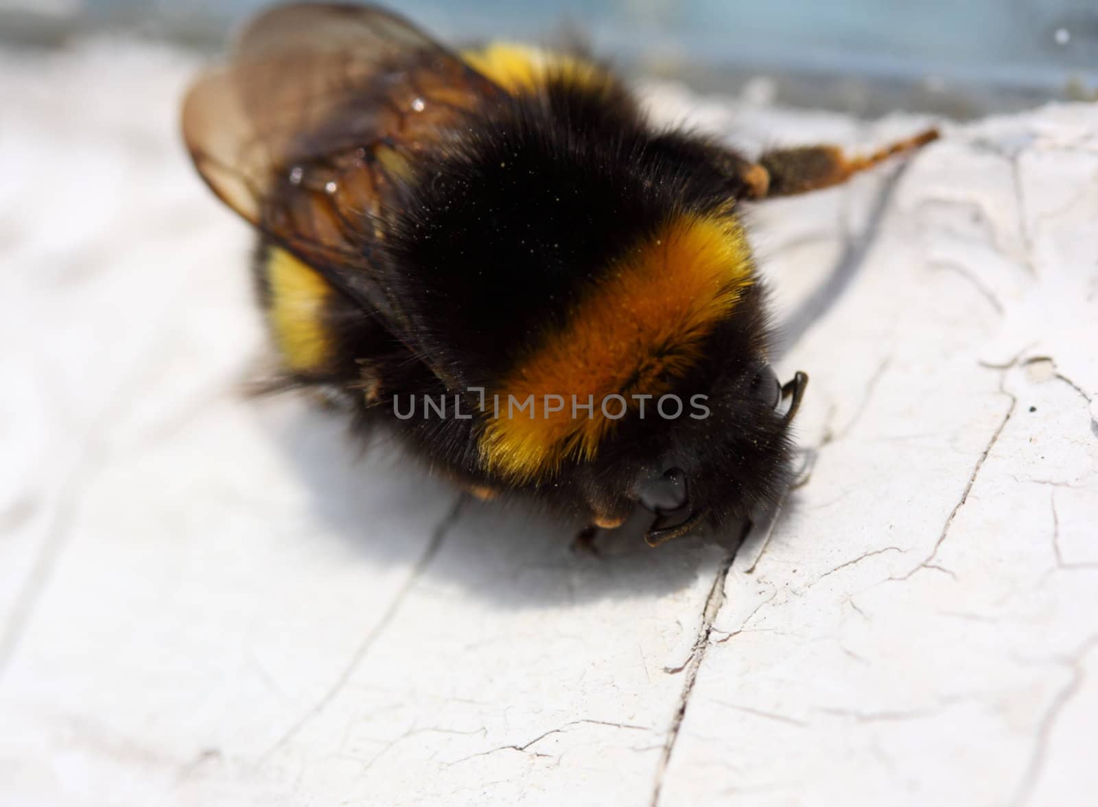 bumble bee