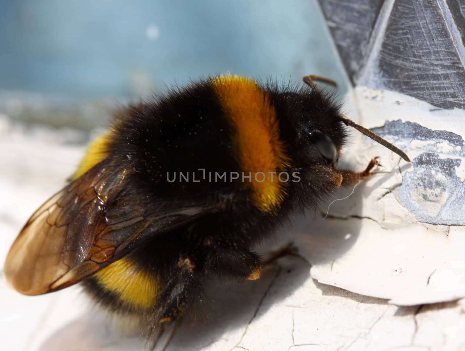 bumble bee