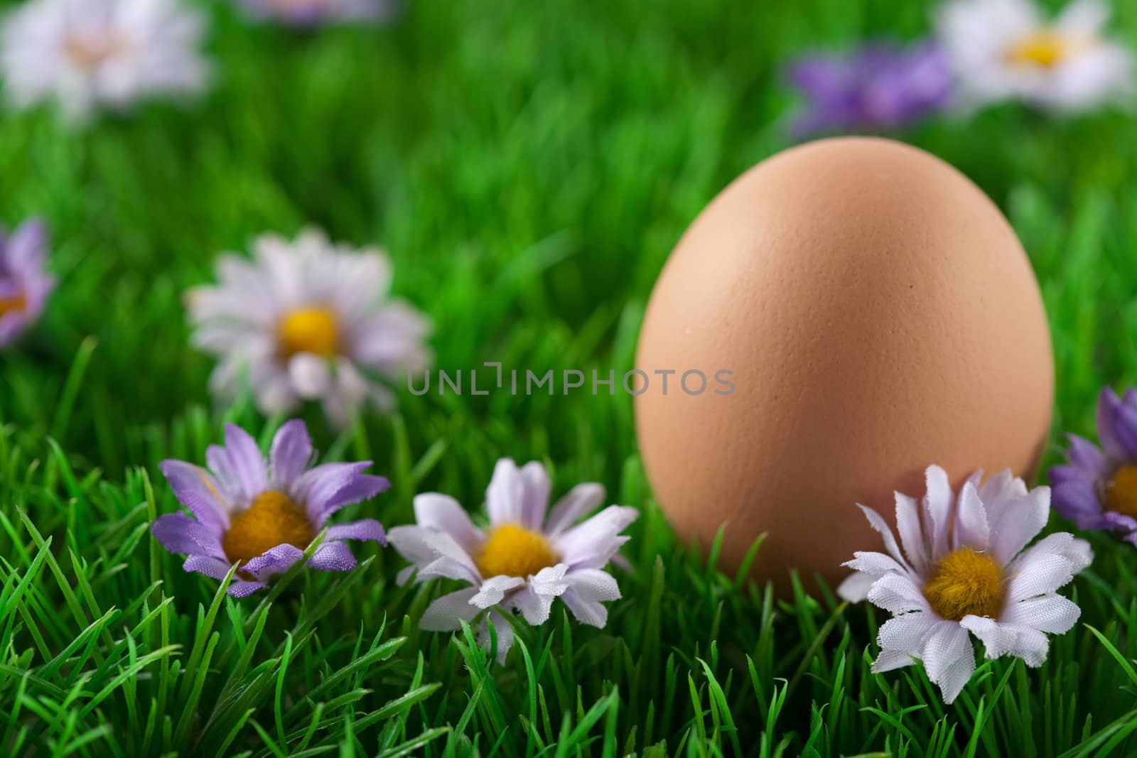 Meadow with flowers and an easter egg