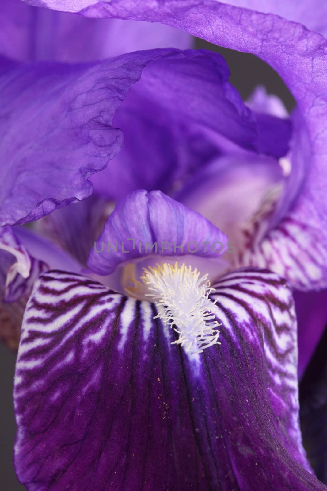 bearded iris