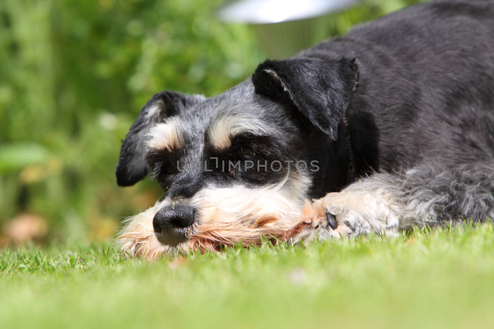 Miniature Schnauzer