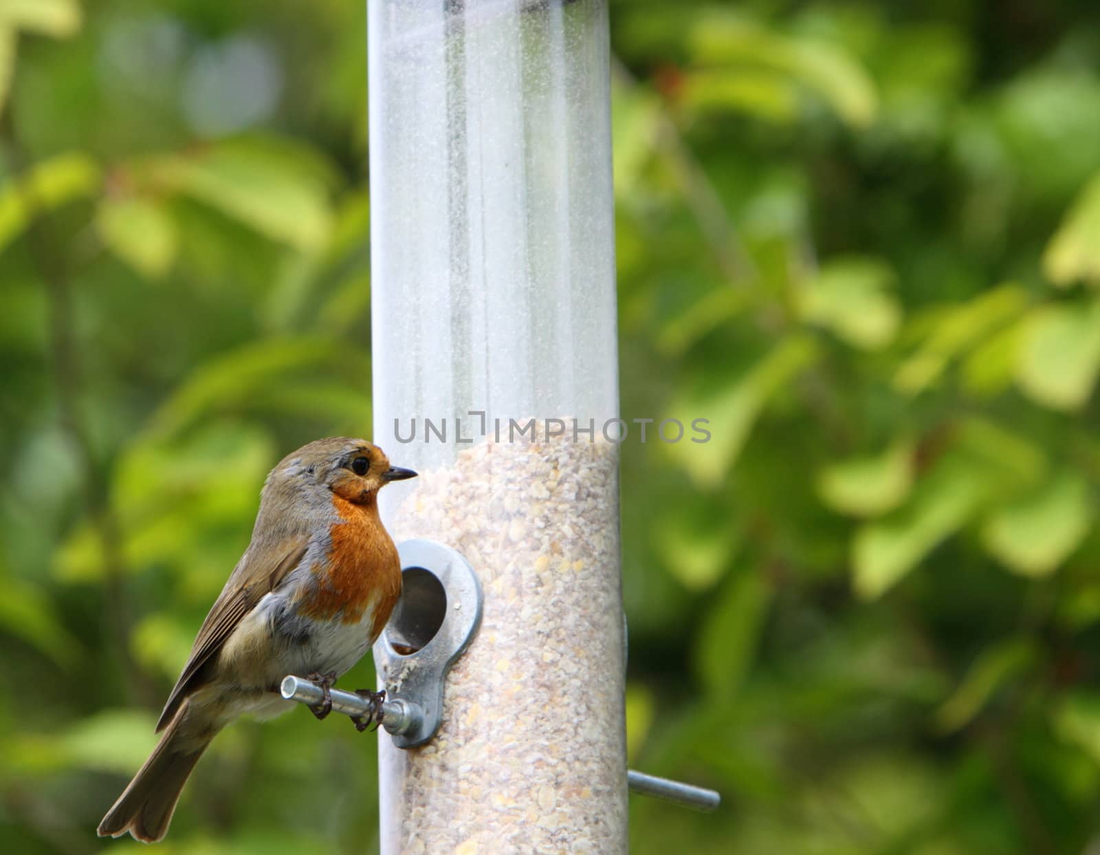 robin