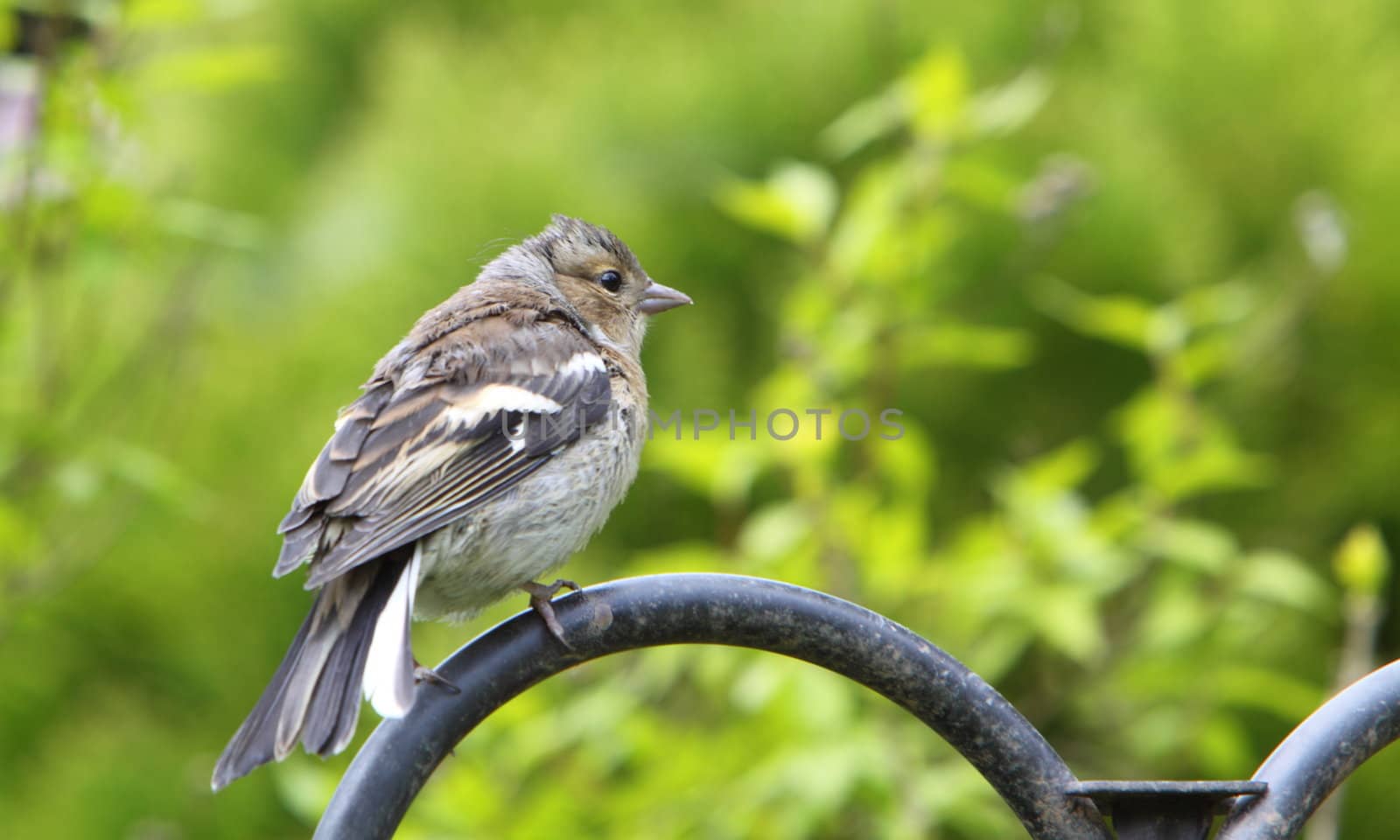 juvenile chaffinch