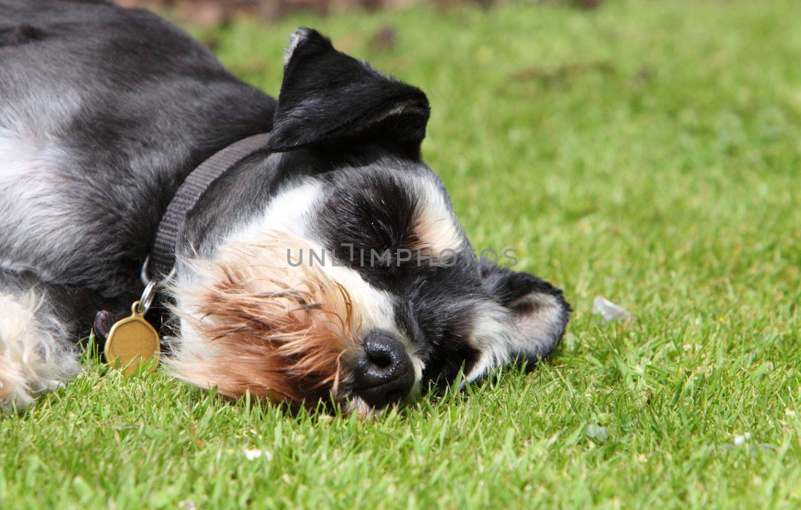 Miniature Schnauzer