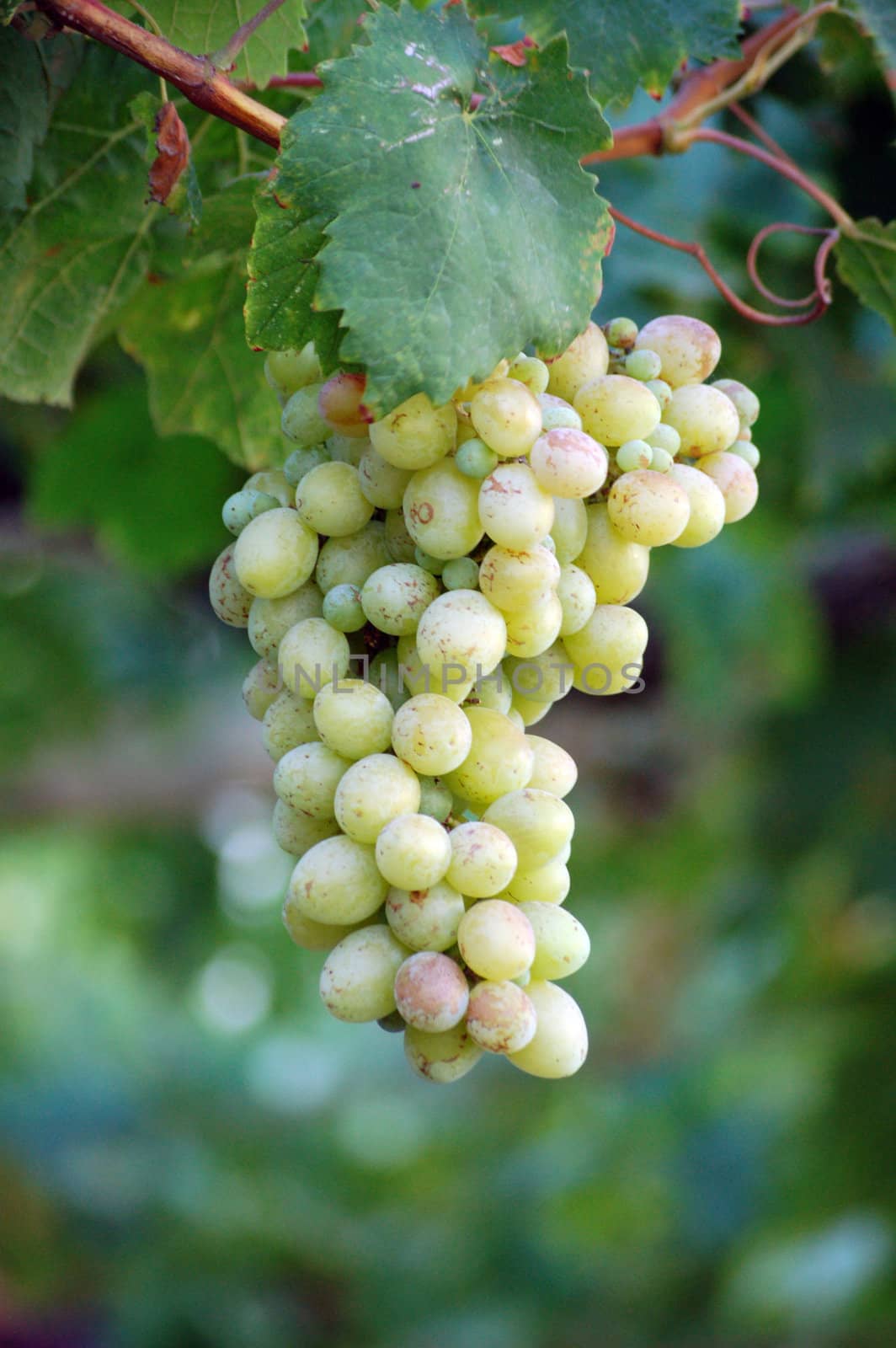 grapes