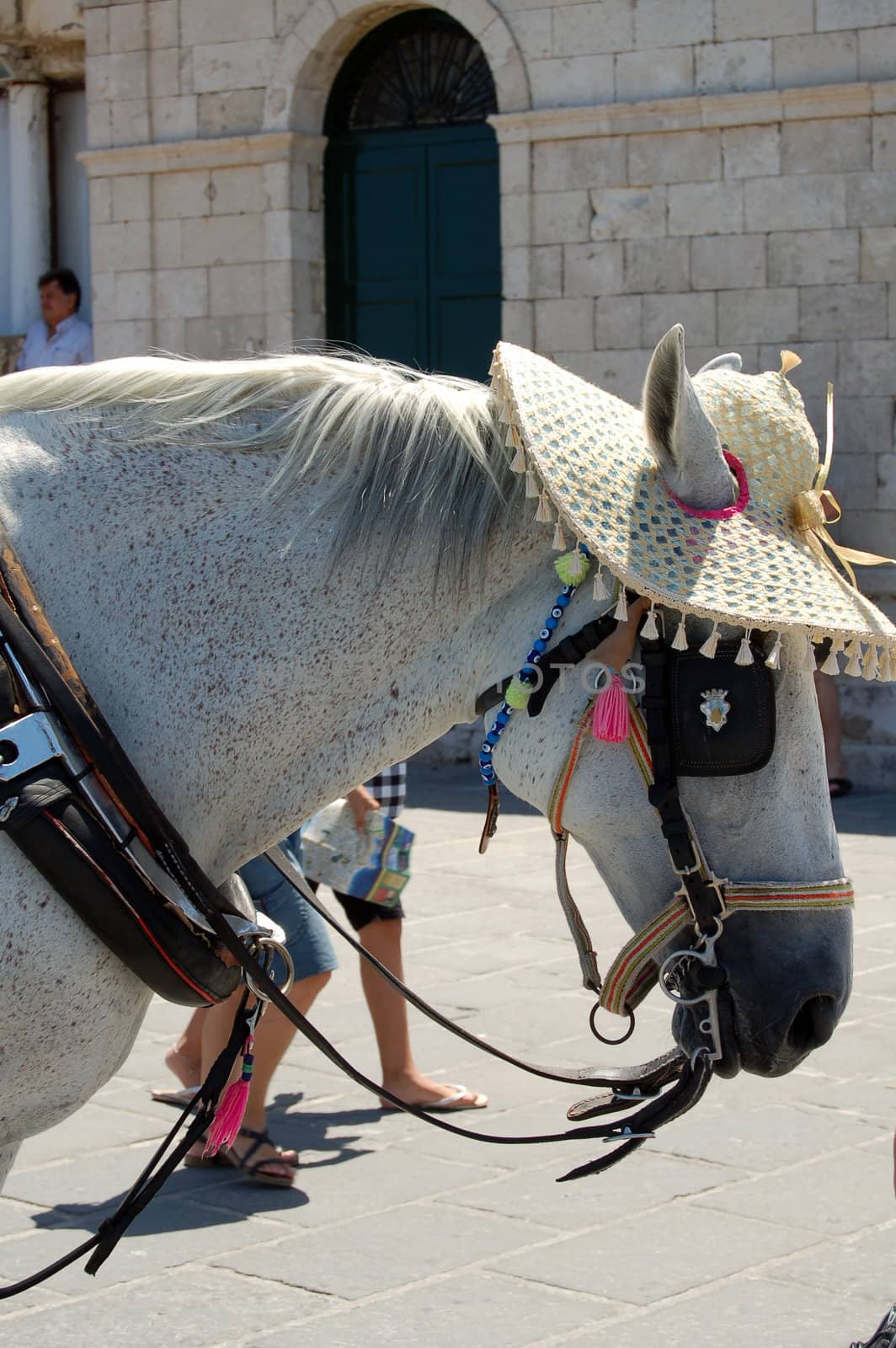 dressed up horse