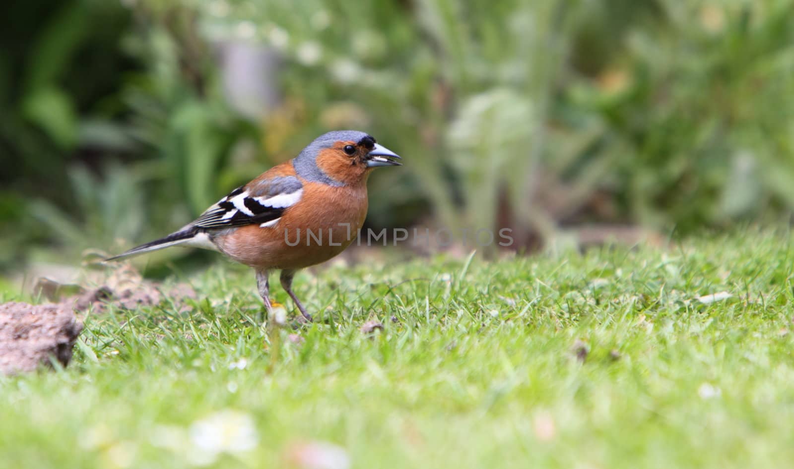 chaffinch