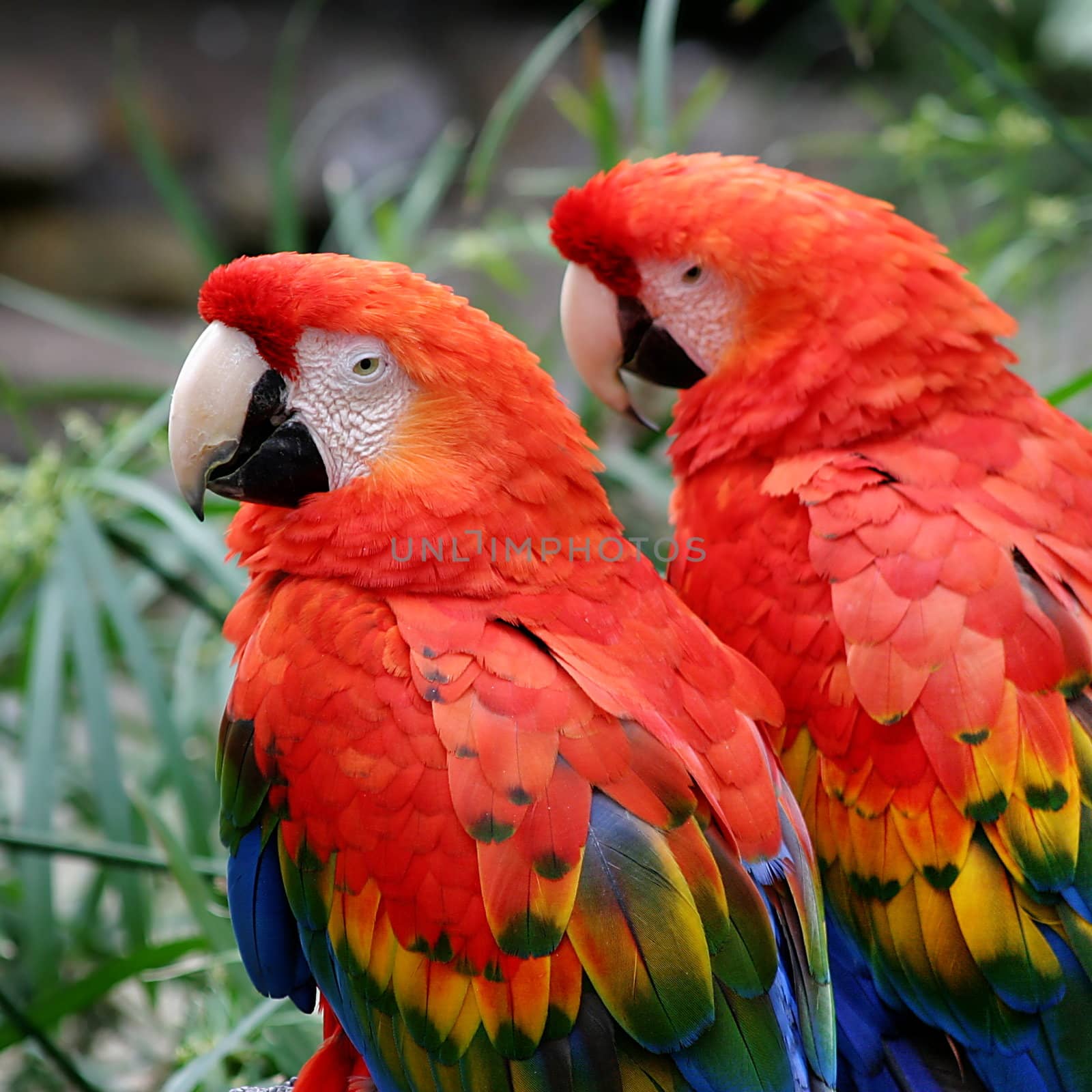 Scarlet Macaws by hlehnerer