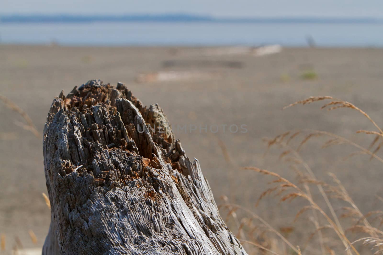 Driftwood stump on beach by bobkeenan