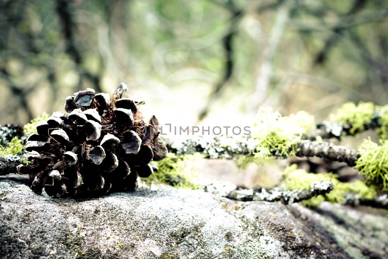 creative arrangement with pine cone and branch on the stone

