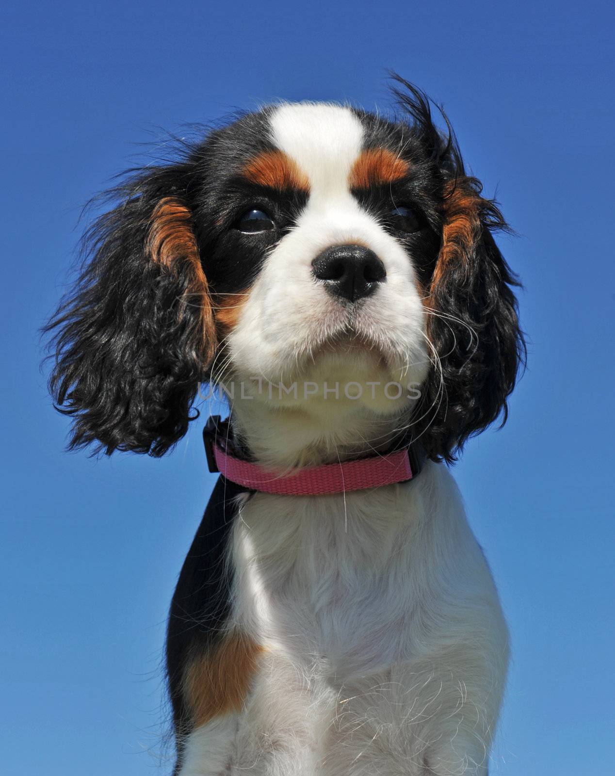 portrait of a purebred puppy cavalier king charles