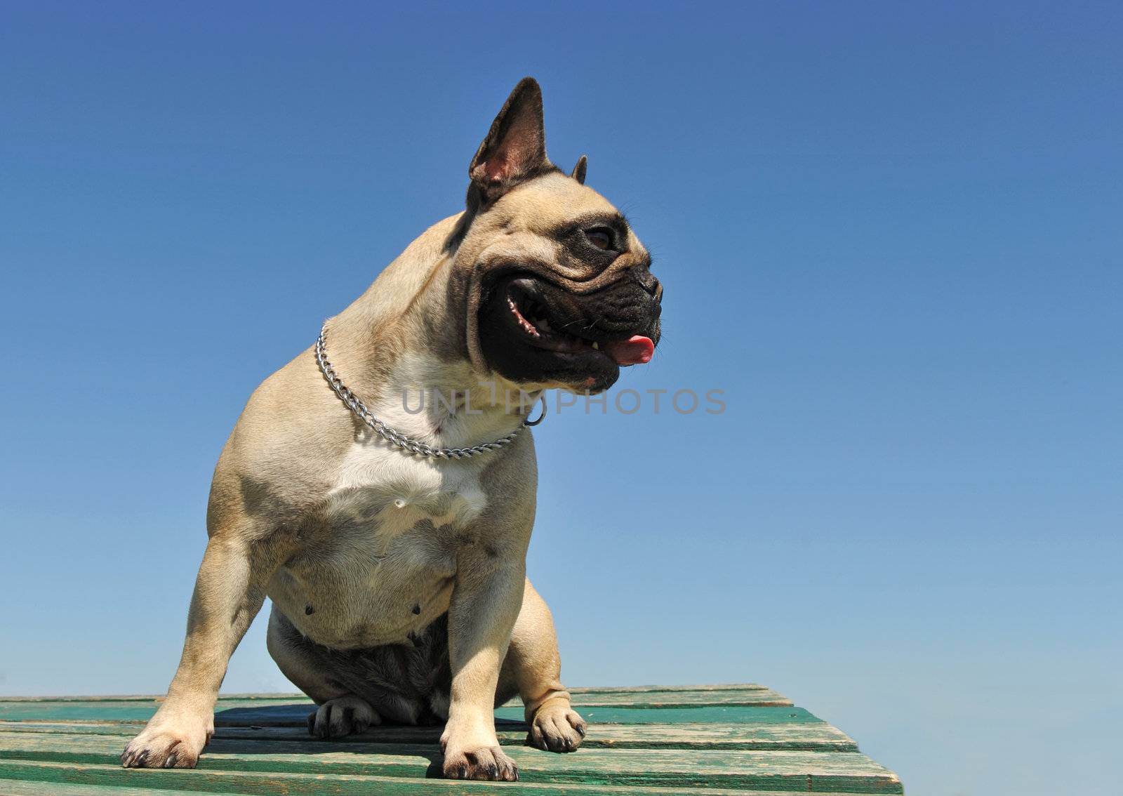 portrait of a purebred french bulldog on a blue sky