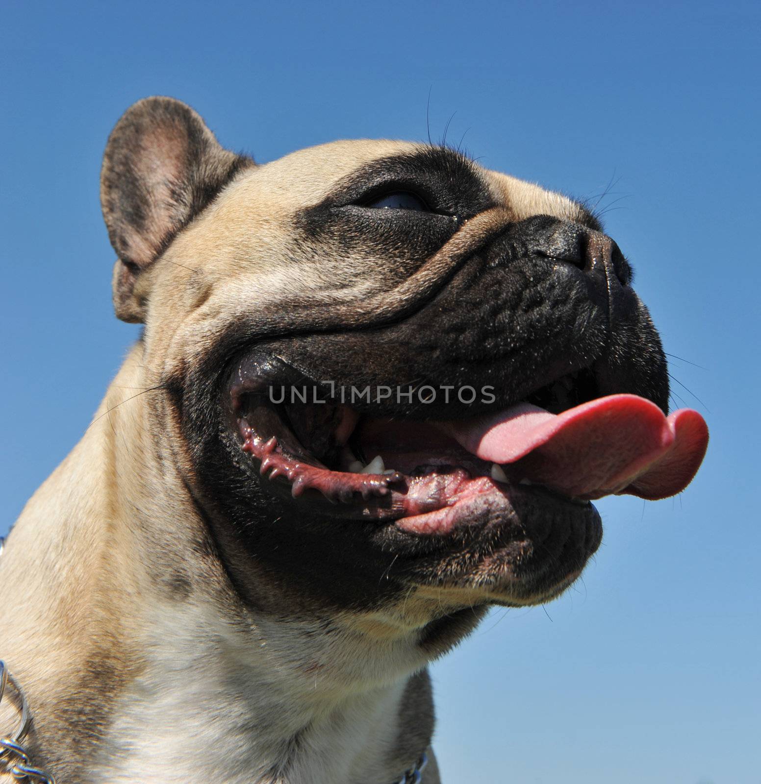 portrait of a purebred french bulldog on a blue sky