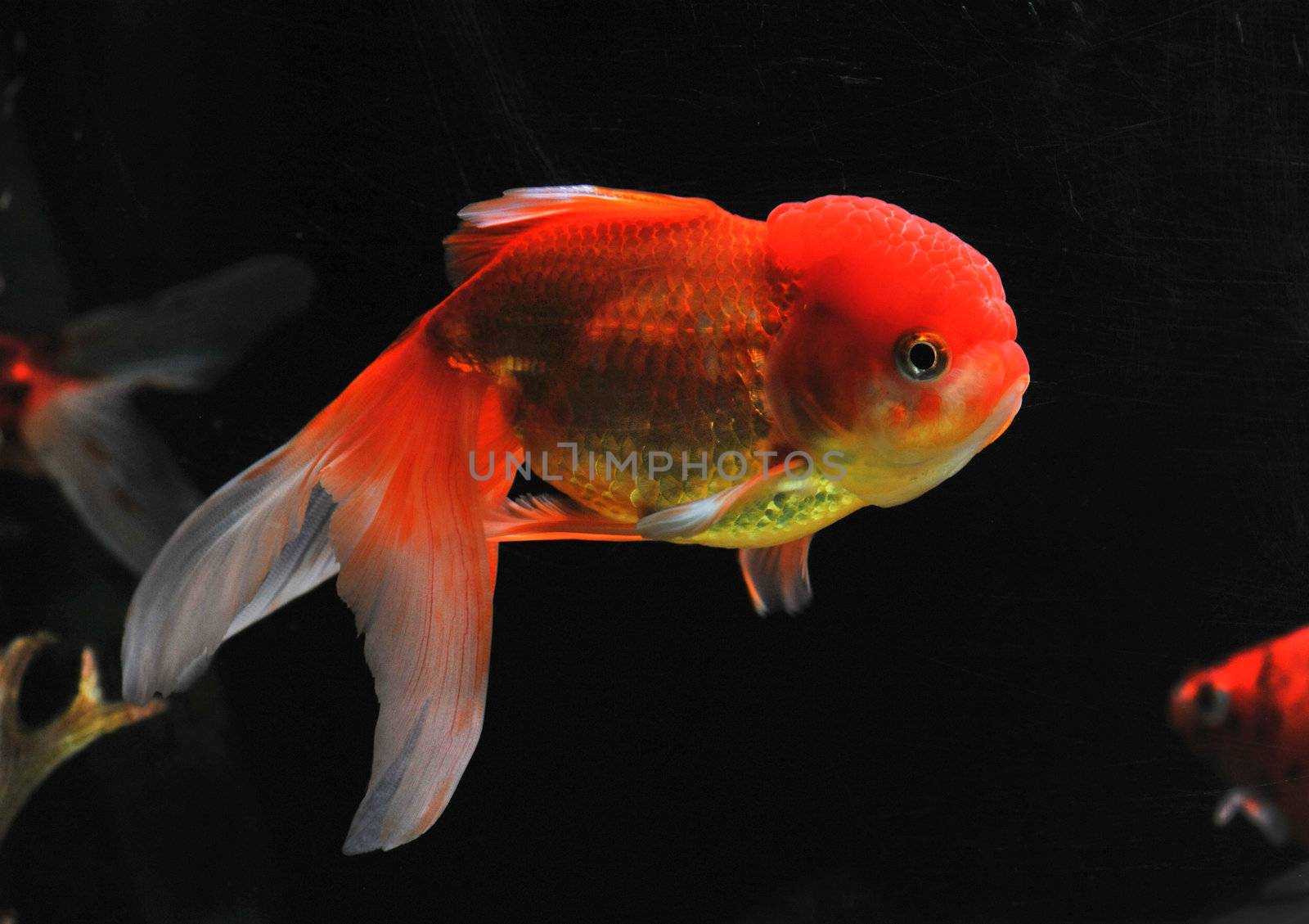 lion head goldfish in a dark backgroud in a fishtank