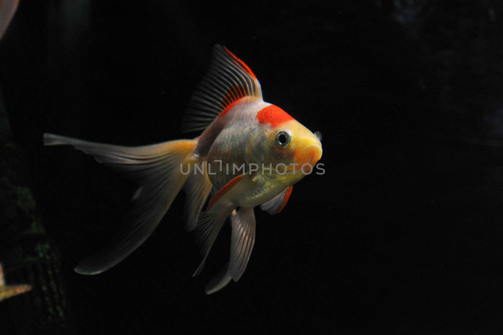 goldfish by cynoclub