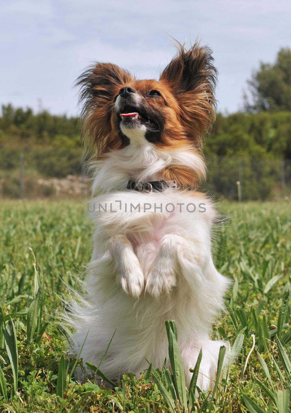 portrait of a purebred papillon dog sitting in a field
