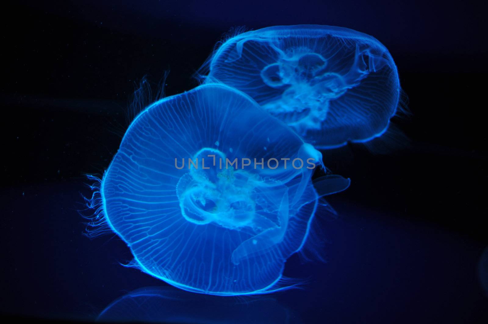jellyfish by cynoclub