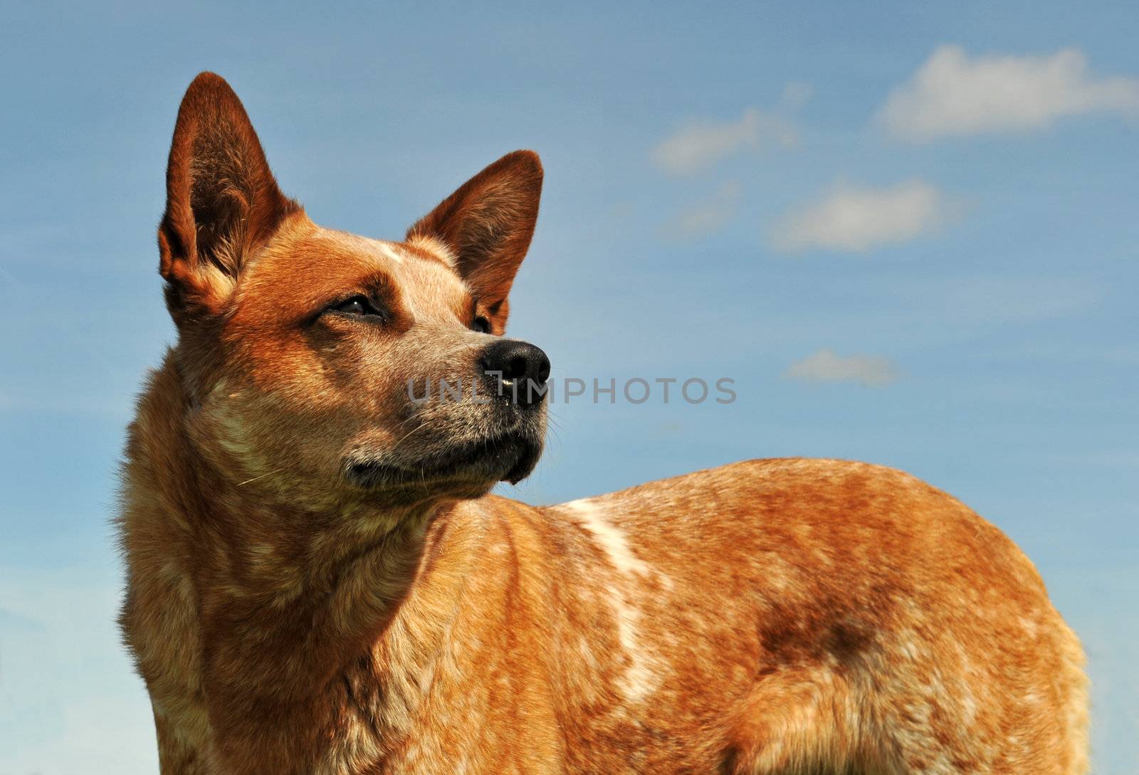 australian cattle dog by cynoclub