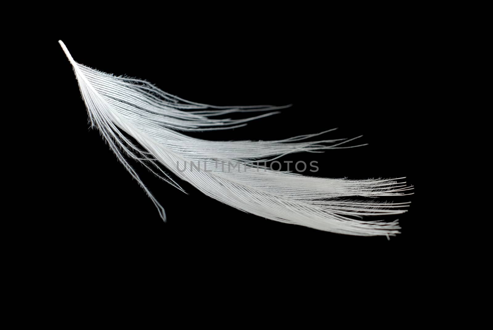 Single falling white feather isolated over black background
