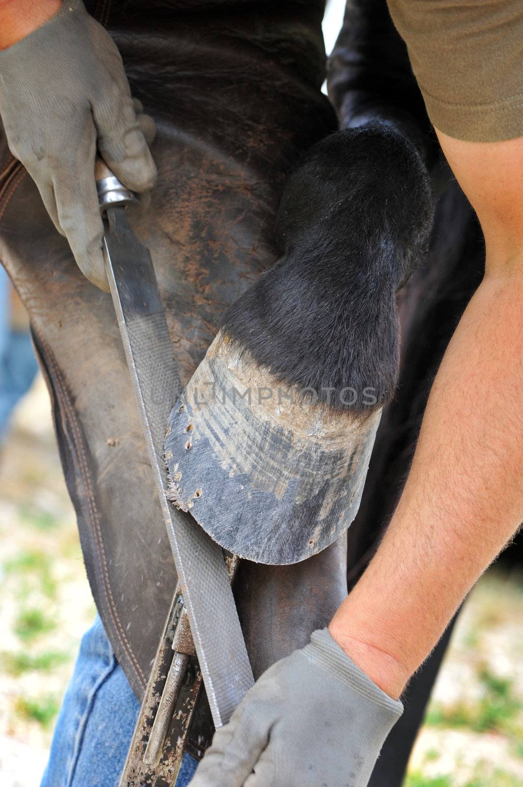 a Farrier rasping an horses hoof, close up on the hoof