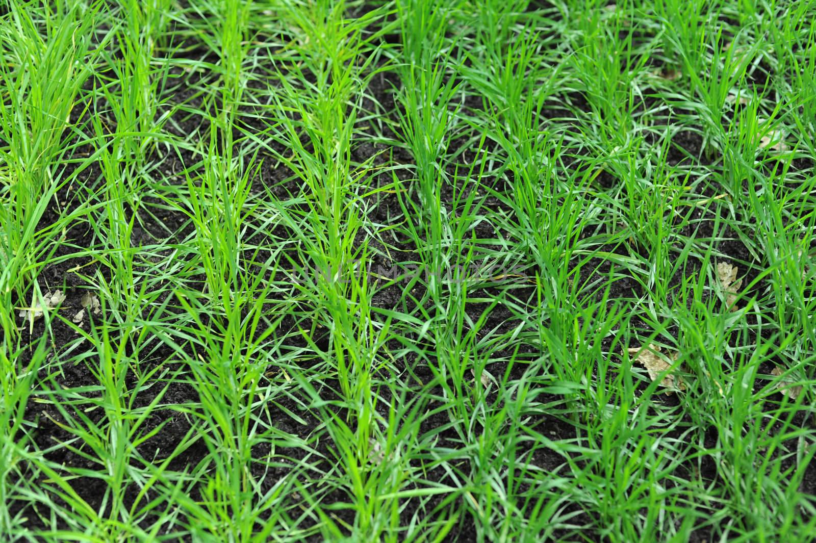 Green sprouts of cultivated wheat growing in the field in spring.