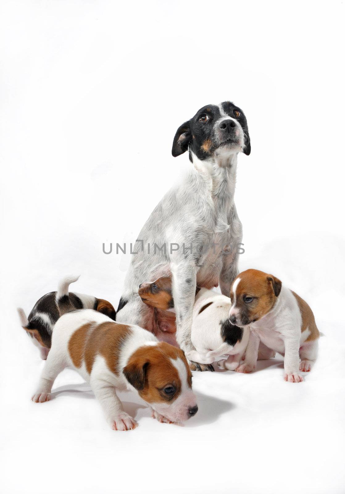 mother and puppies jack russel terrier by cynoclub