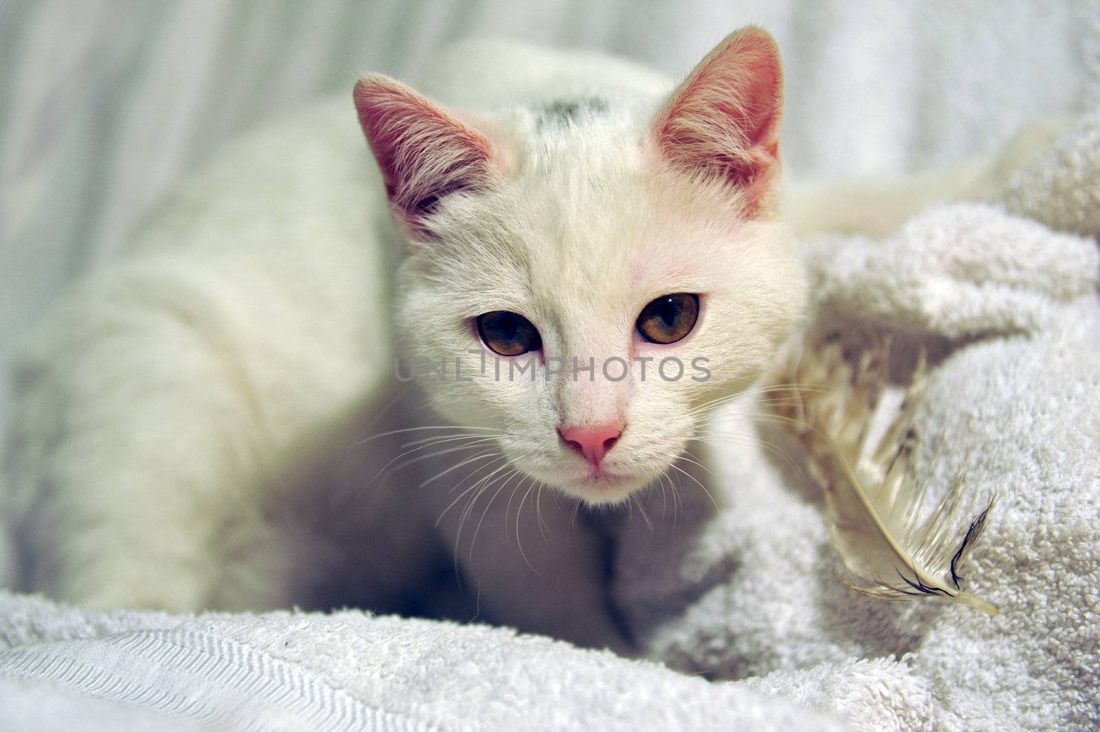 white cat and feather by cynoclub