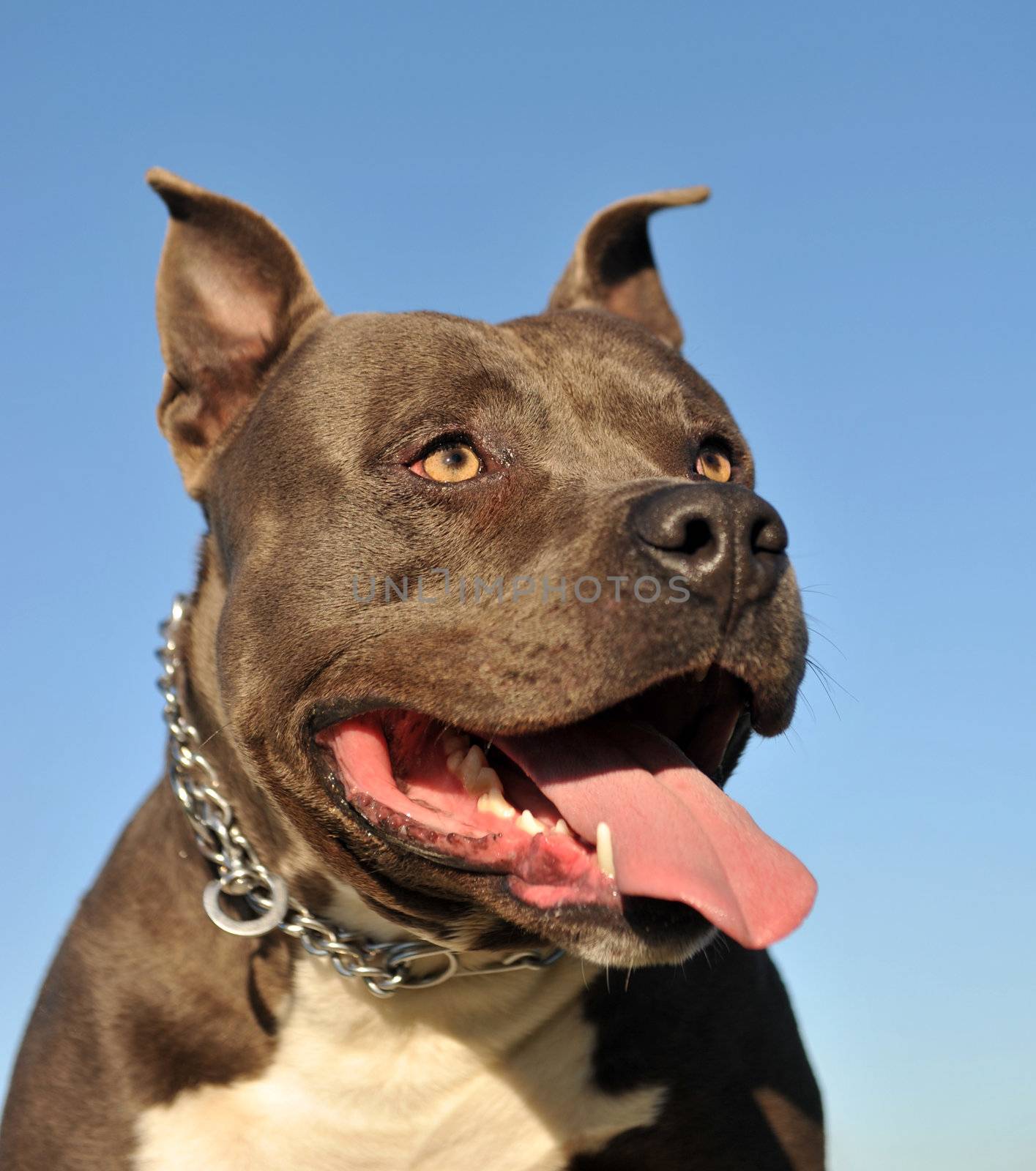 portrait of an American Staffordshire terrier "blue", focus on the eyes