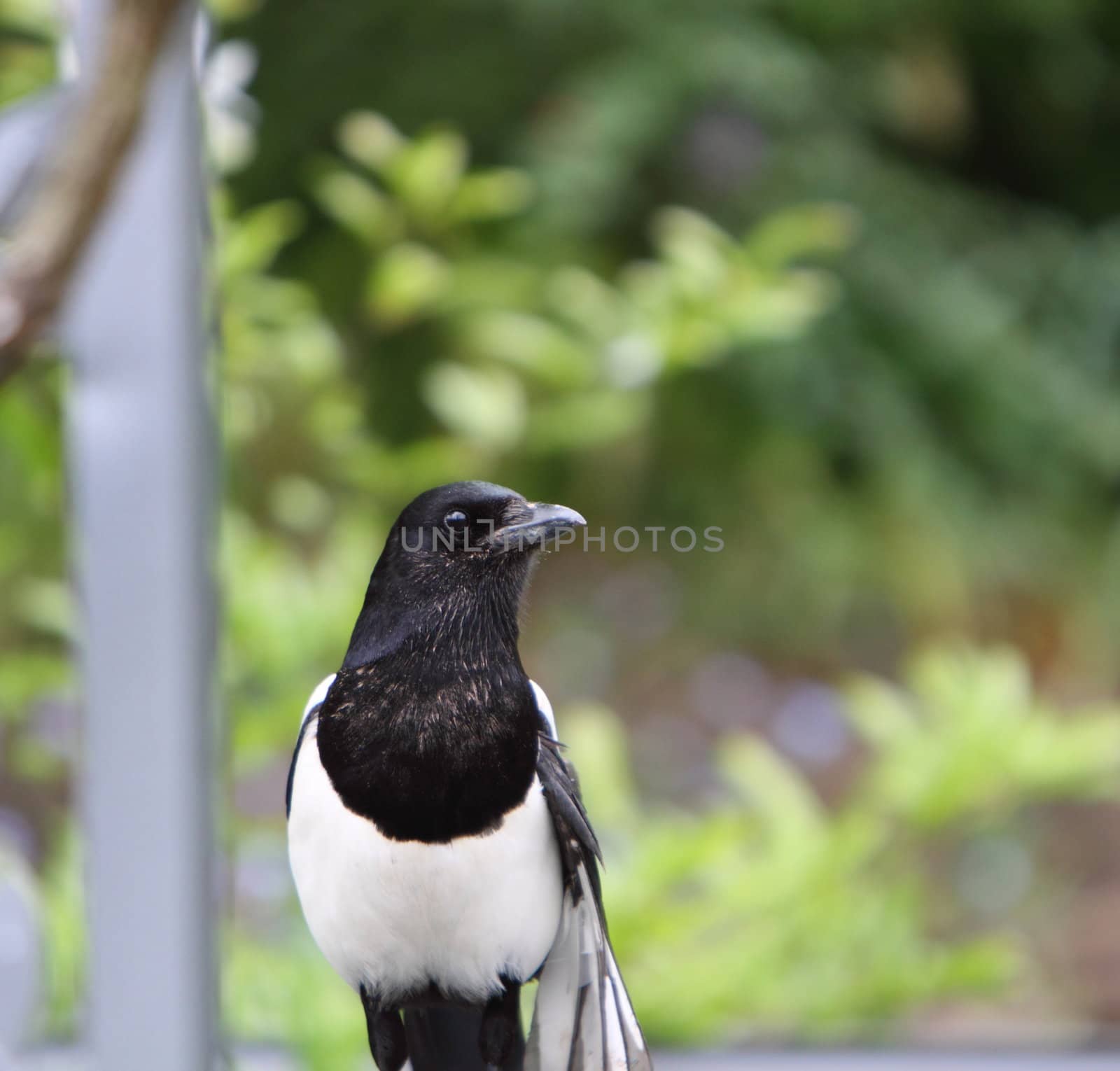 magpie