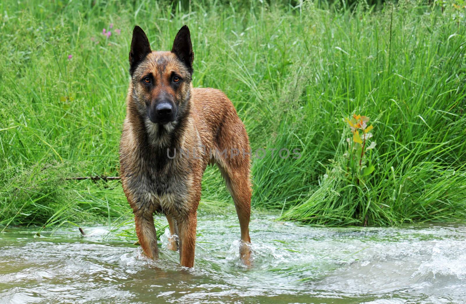 purebred belgian sheepdog malinois in a river